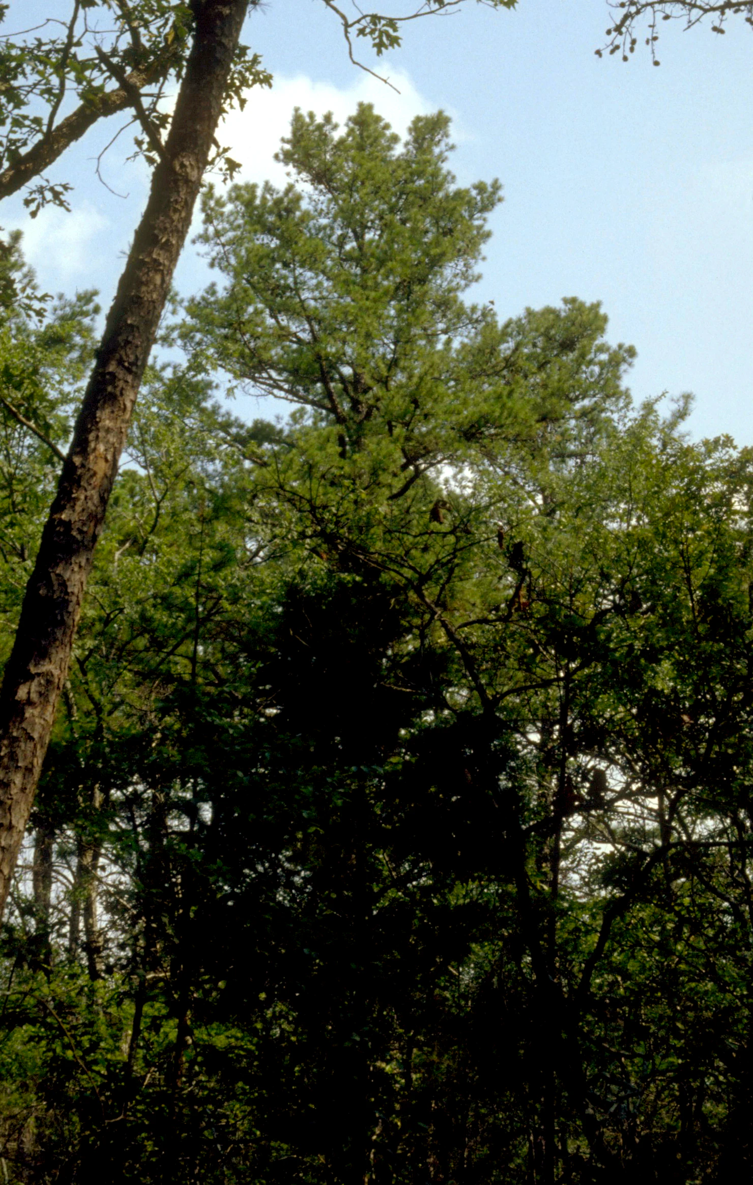 A low-angle view looking up at a mature shortleaf pine tree standing among other mixed forest trees.