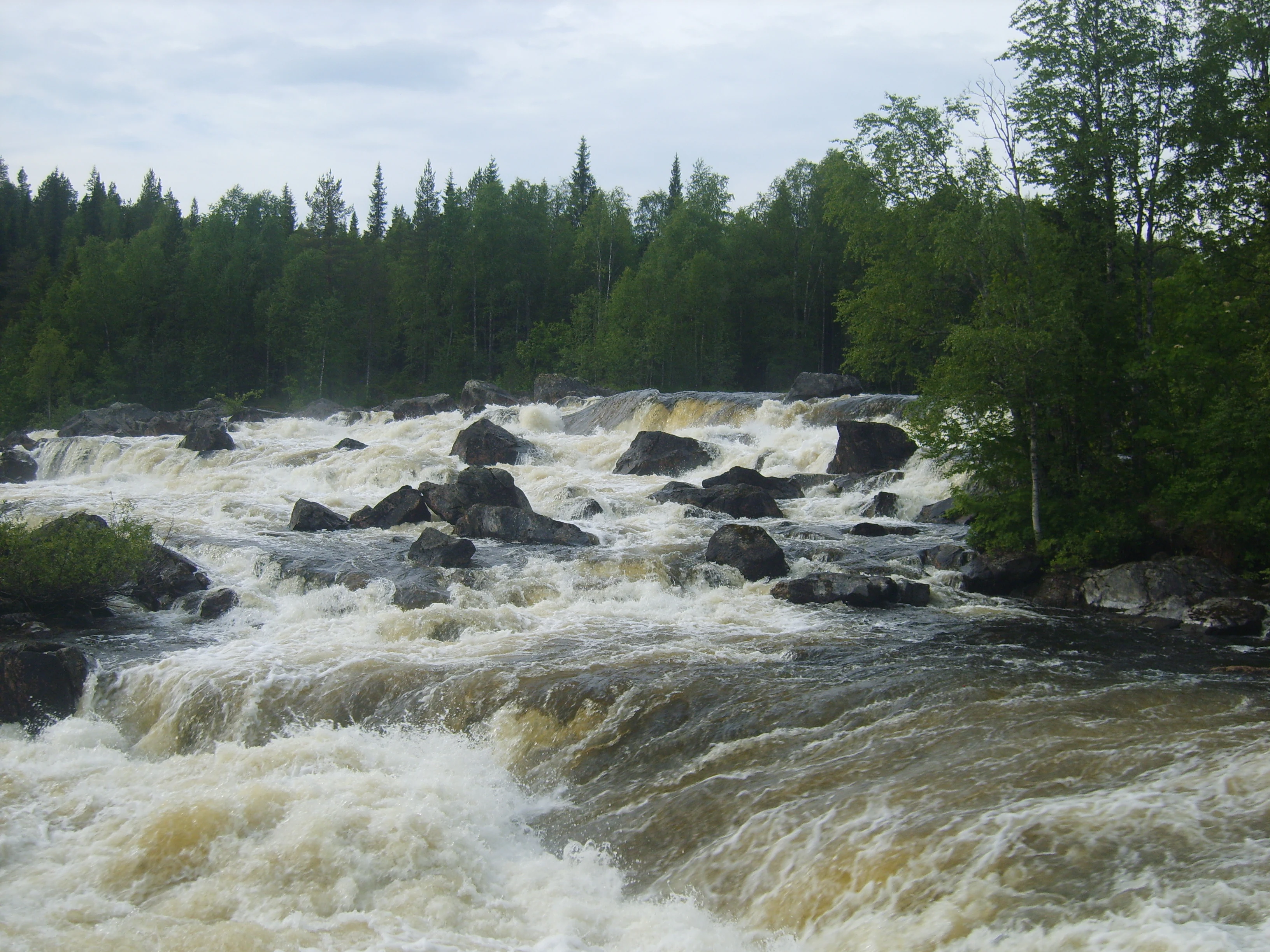 Una cascada amplia e impetuosa que se precipita sobre rocas oscuras en un río, enmarcada por un denso bosque de coníferas al fondo.