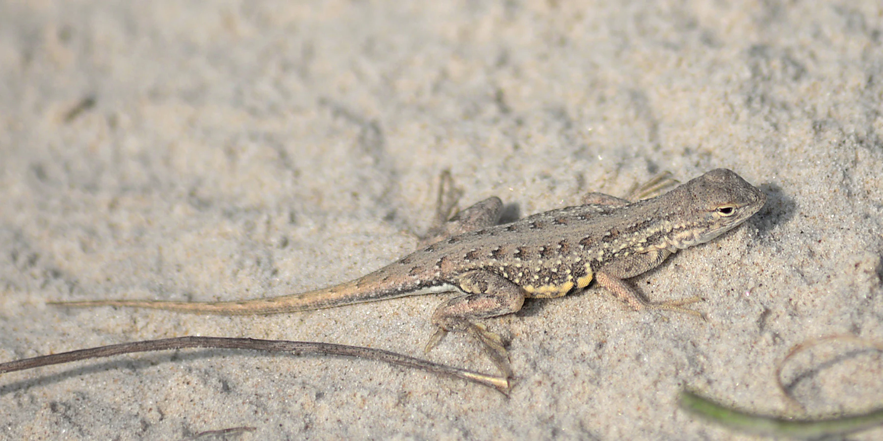 A small lizard with textured, brownish-gray patterned skin sits on light-colored sand.