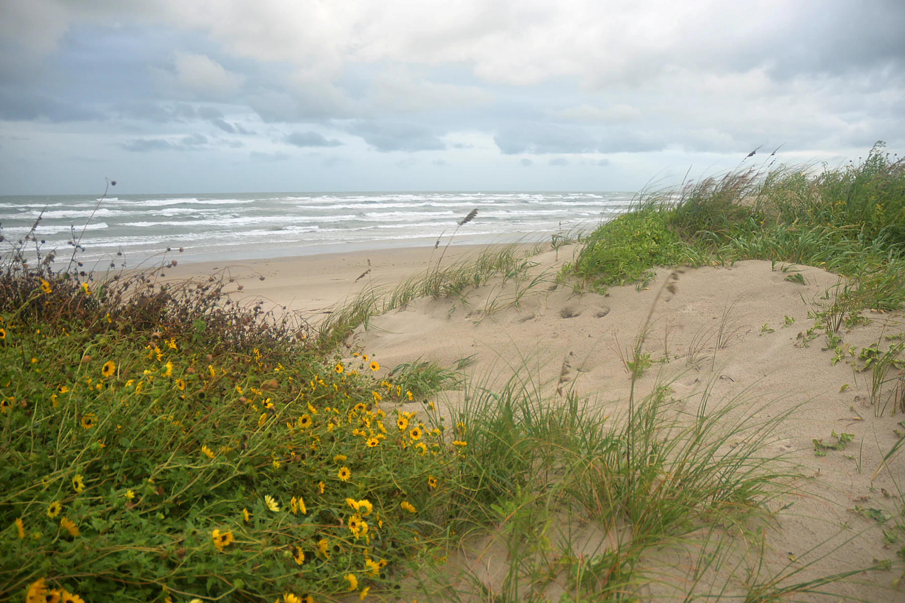 A sandy beach with dunes covered in green grasses and patches of bright yellow wildflowers in the foreground, leading to ocean waves under a cloudy sky.