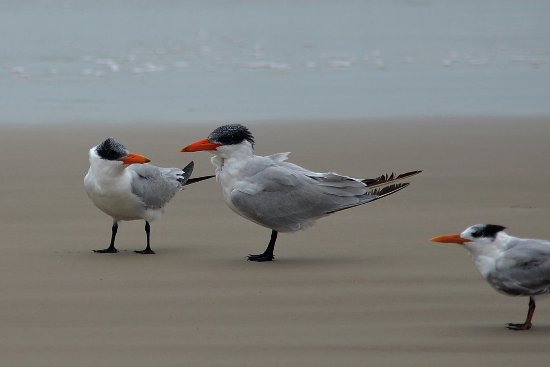 Three terns with white bodies, grey wings, and dark caps stand on a sandy beach.
