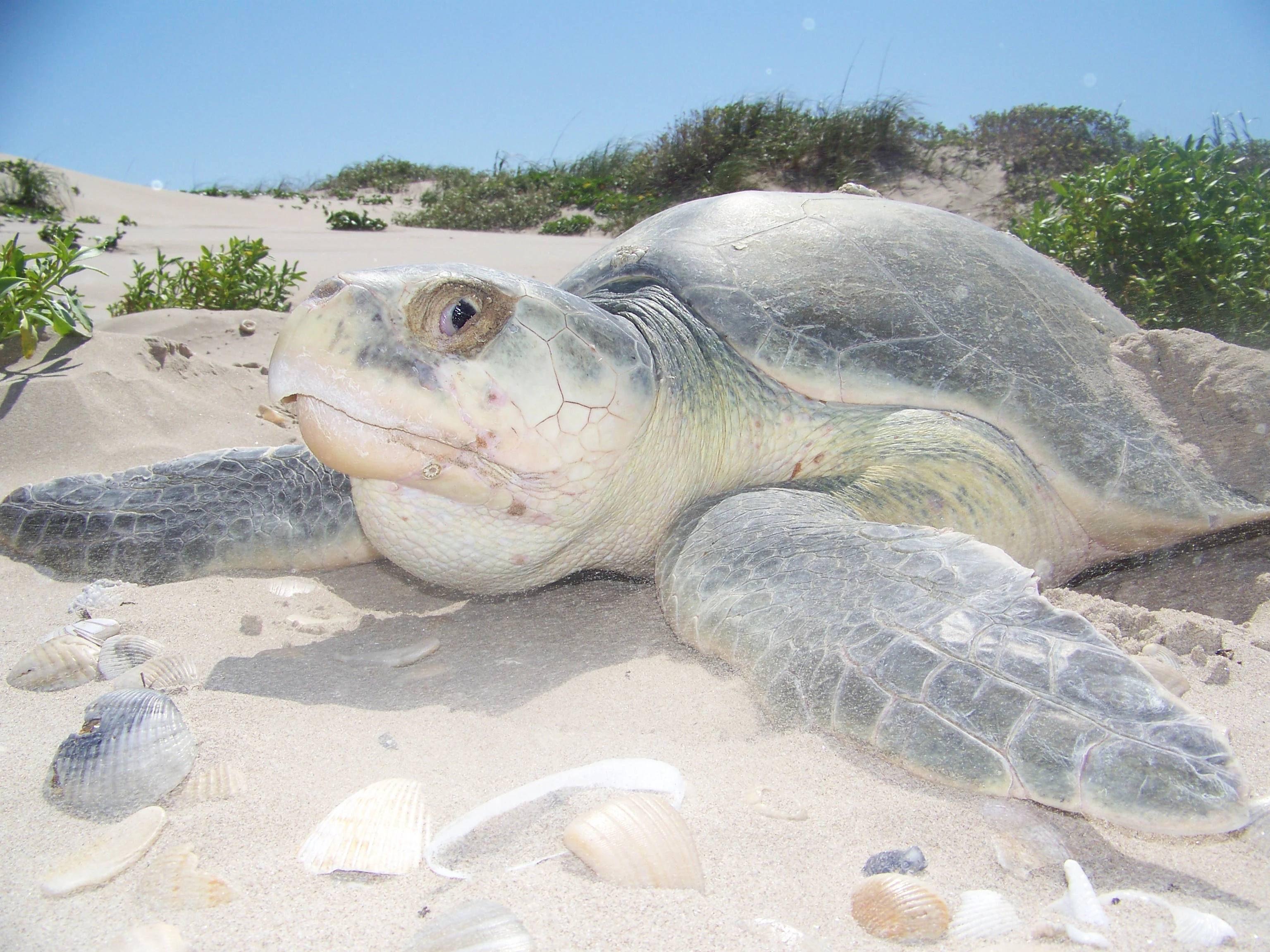 A close-up view of a Kemp's ridley sea turtle resting on white sandy beach dunes with sparse coastal vegetation in the background.