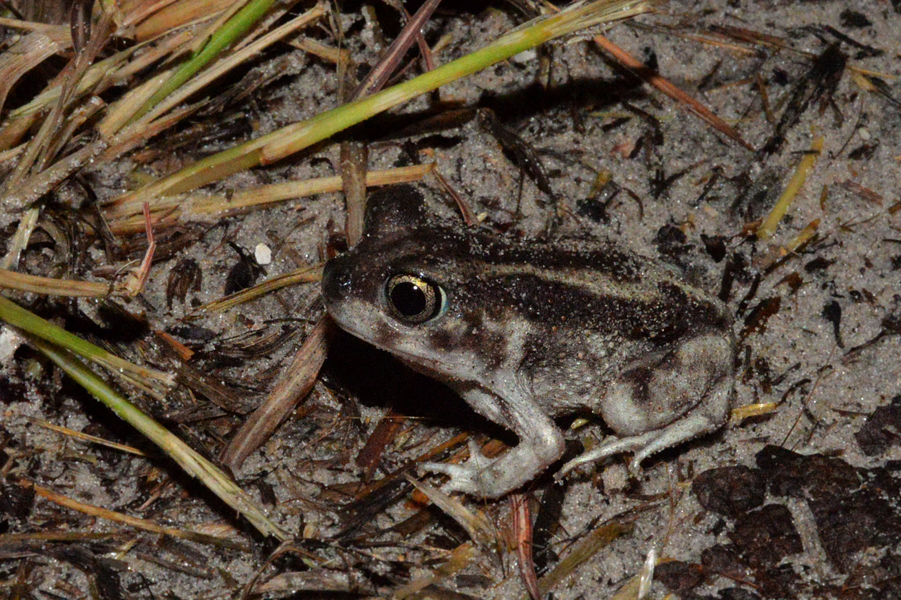 A small toad with mottled brown and grey skin, large eyes, and a patterned back sits on sandy soil among dry grass stems.