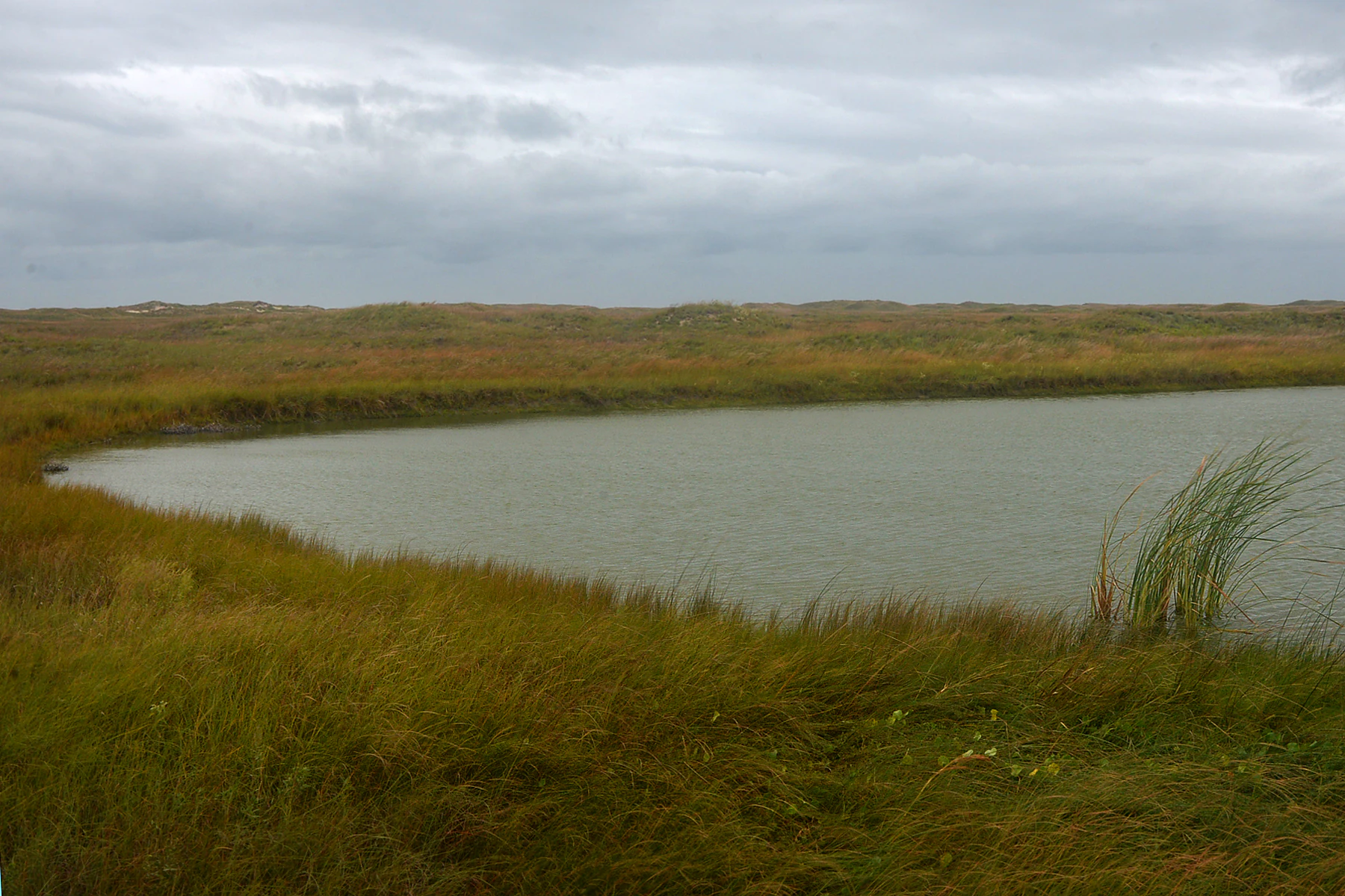 A calm, pale green pond sits in a low-lying coastal grassy area under a heavily overcast, grey sky.