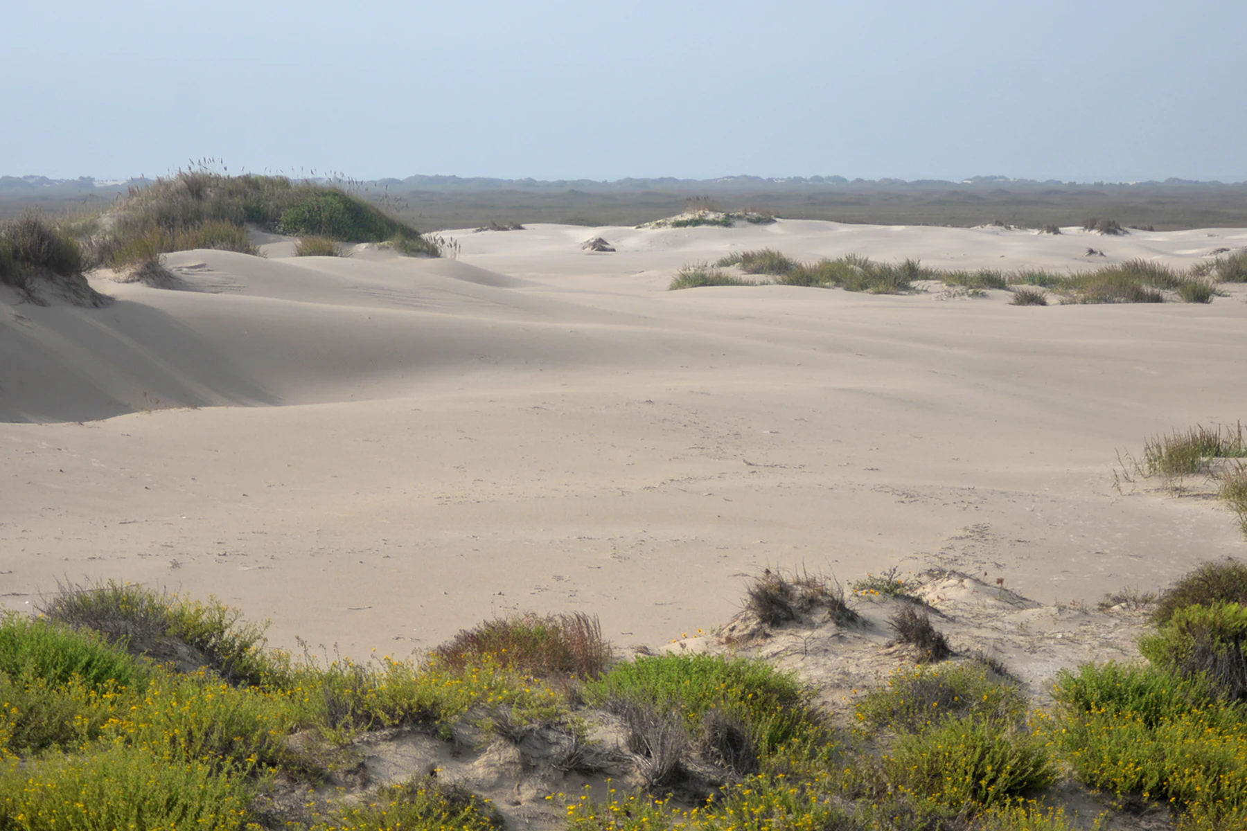 A wide view of rolling sand dunes with patches of low-lying vegetation under a pale sky at Padre Island National Seashore.