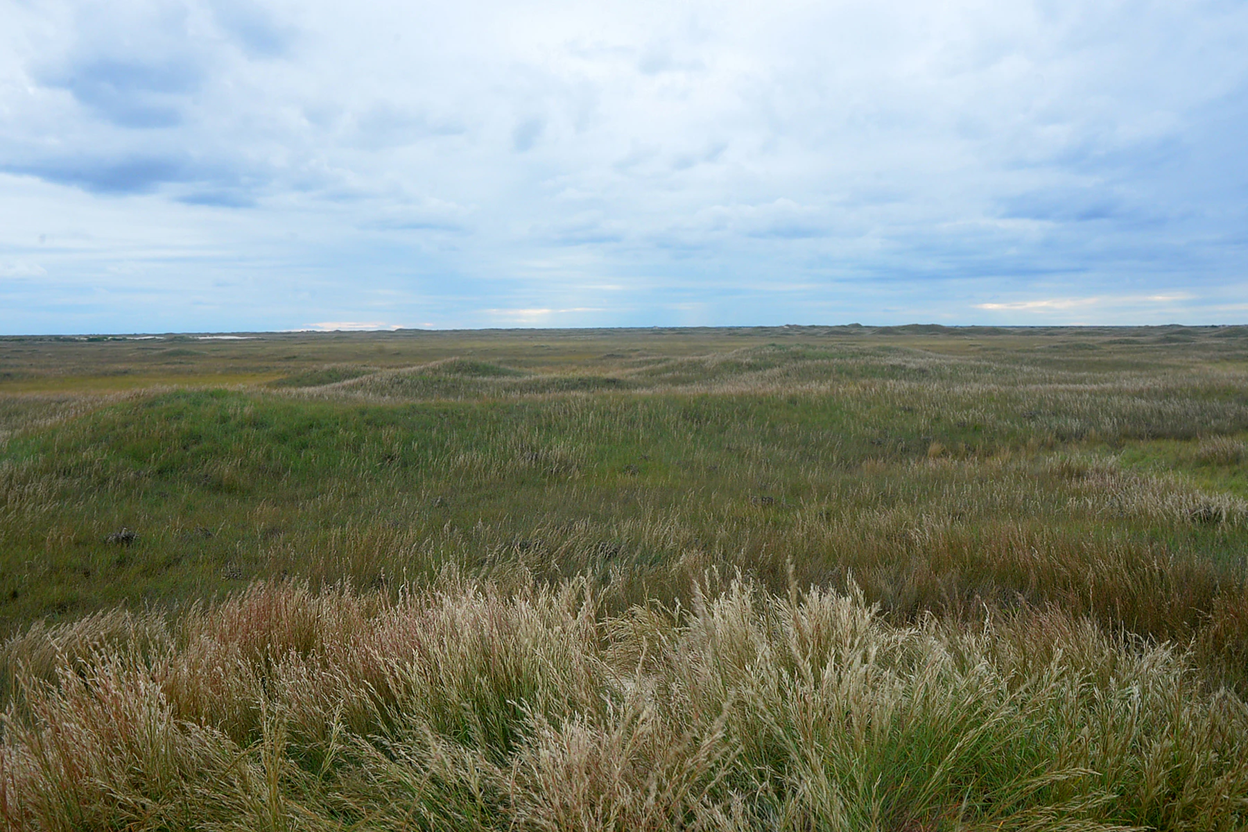 A wide, flat field of tall, wild grasses under a cloudy, overcast sky, showing the interior terrain of a barrier island.