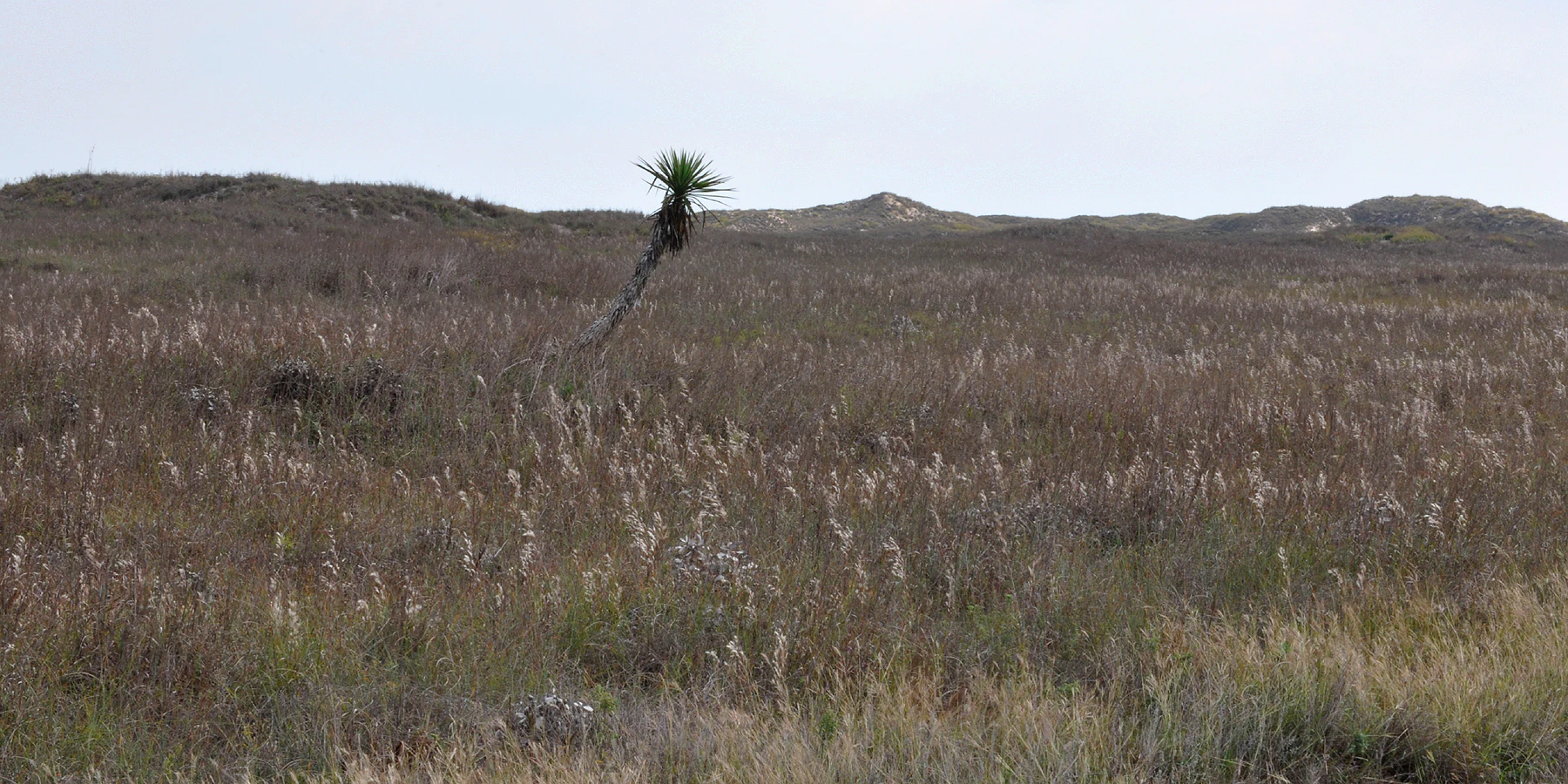 A wide, low-angle shot of a coastal prairie landscape under an overcast sky, with a single yucca plant standing out in the midground against a backdrop of rolling dunes.