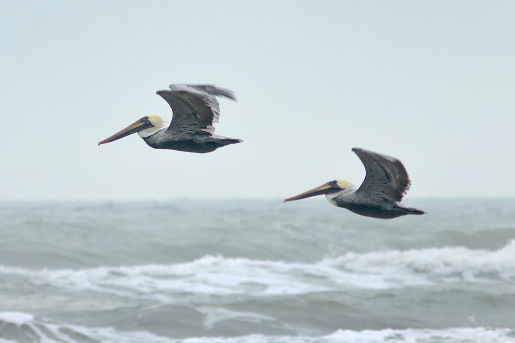 Two brown pelicans flying in tandem over gray ocean waves under an overcast sky.