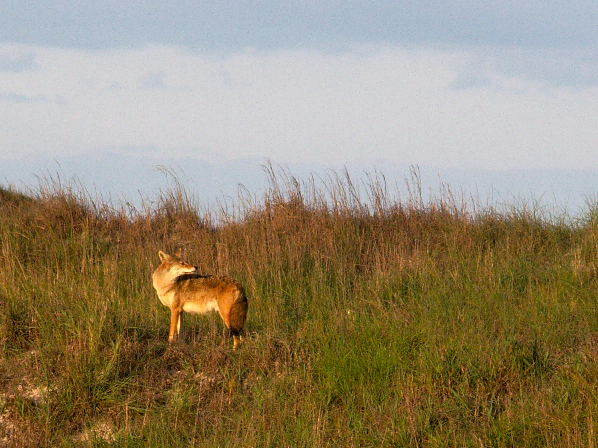 A coyote stands in a field of tall, golden-green coastal grass at sunset, looking back over its shoulder.
