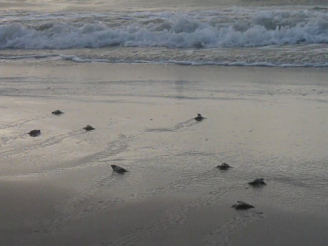 A group of small, dark hatchling sea turtles crawling across wet, sandy beach toward breaking ocean waves.