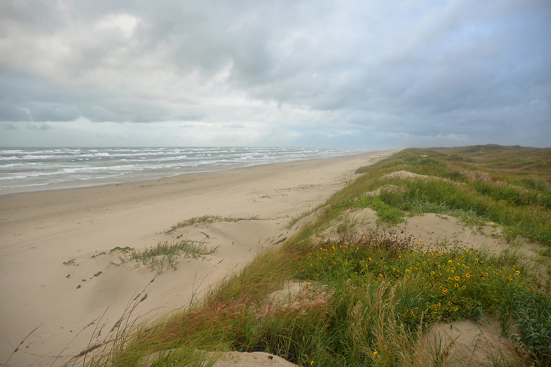 A wide-angle, eye-level view of a sandy beach stretching toward the horizon, bordered on the right by rolling sand dunes covered in grasses and small yellow wildflowers under a cloudy sky.