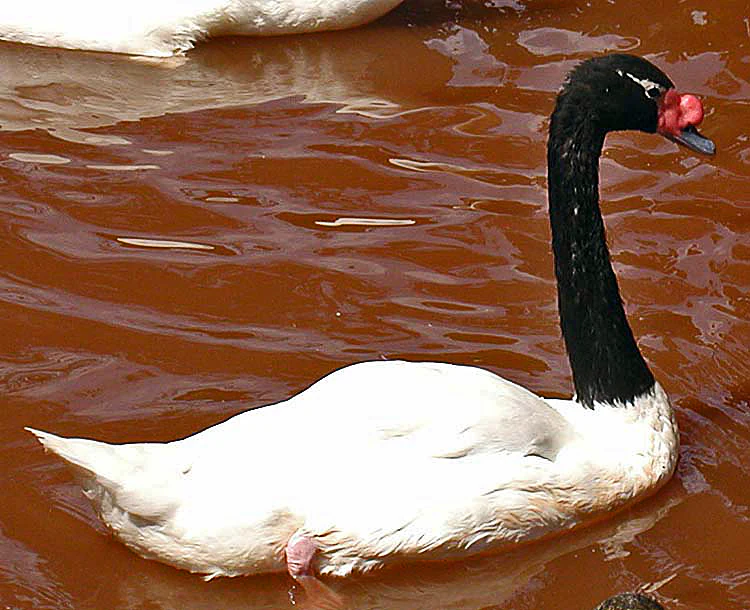 Black-necked swan