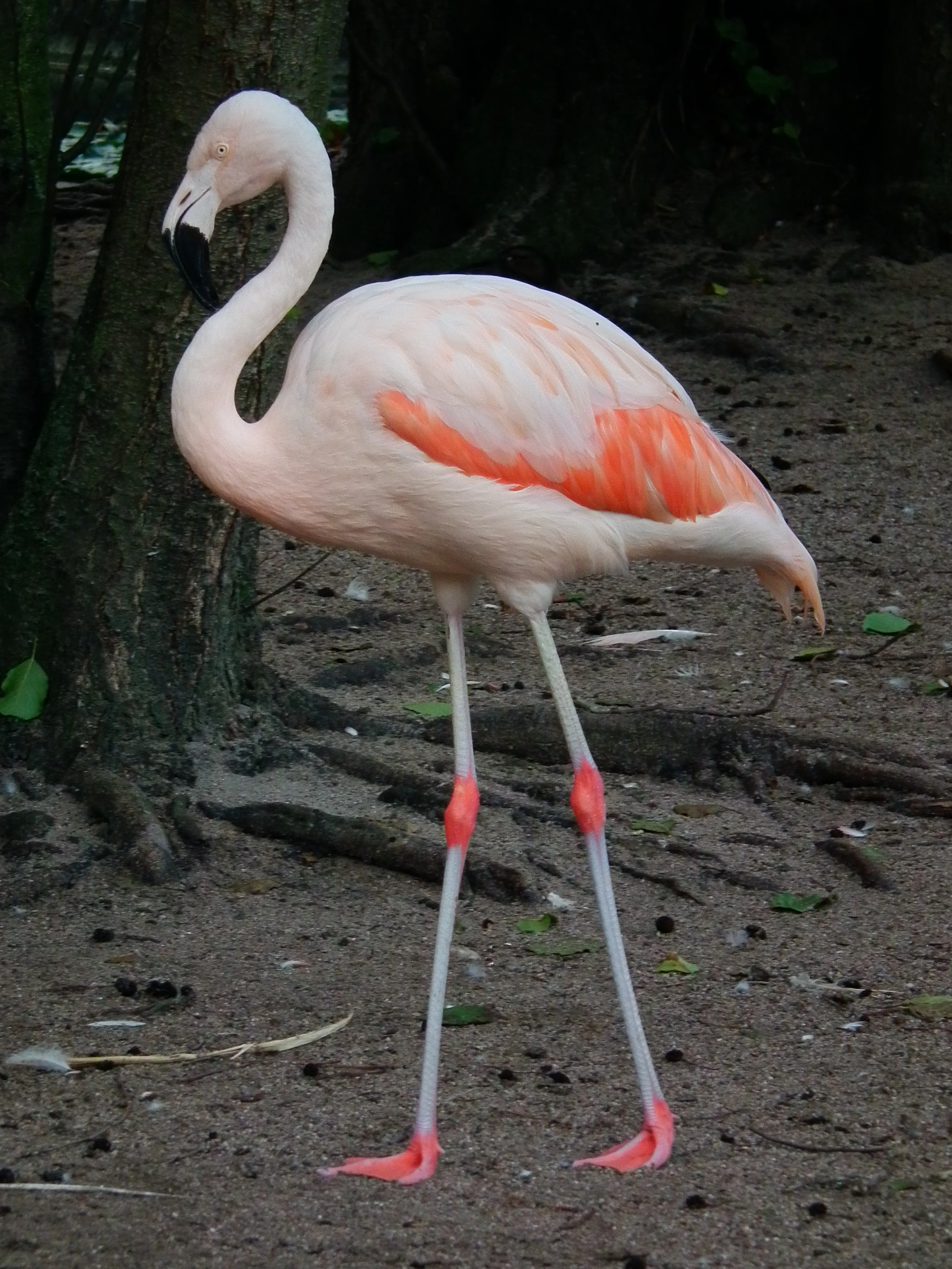 Chilean Flamingo