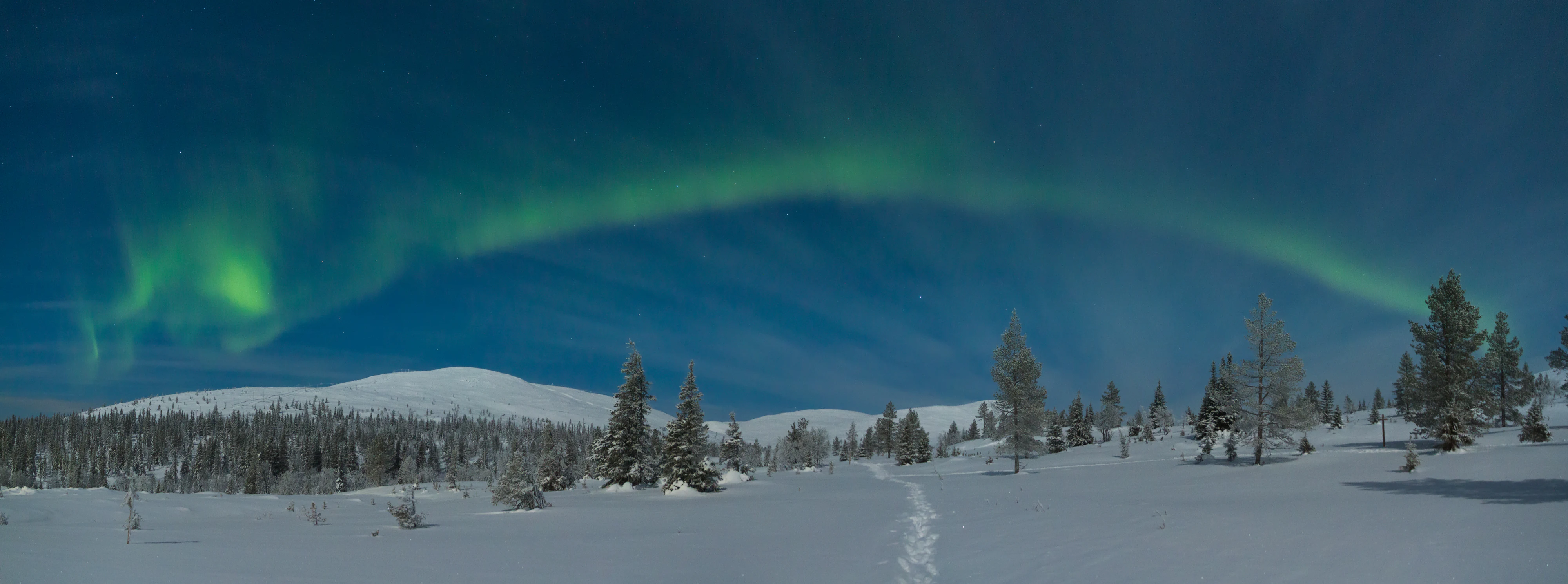 Snow-covered landscape with coniferous trees under dark blue sky featuring green aurora borealis arch