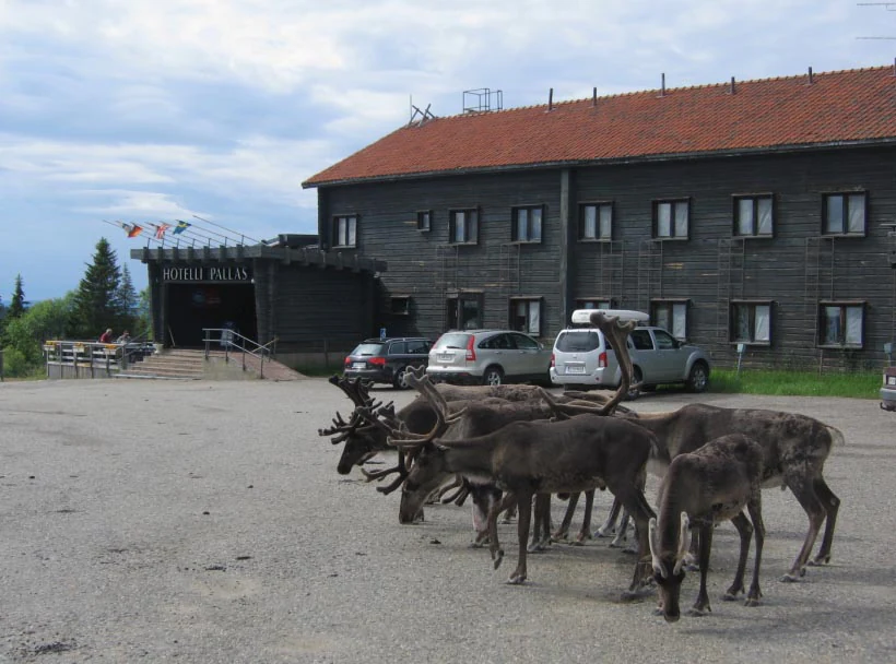 Several reindeer standing on a gravel surface in front of a large building with a red roof and the word 'PALLAS' visible