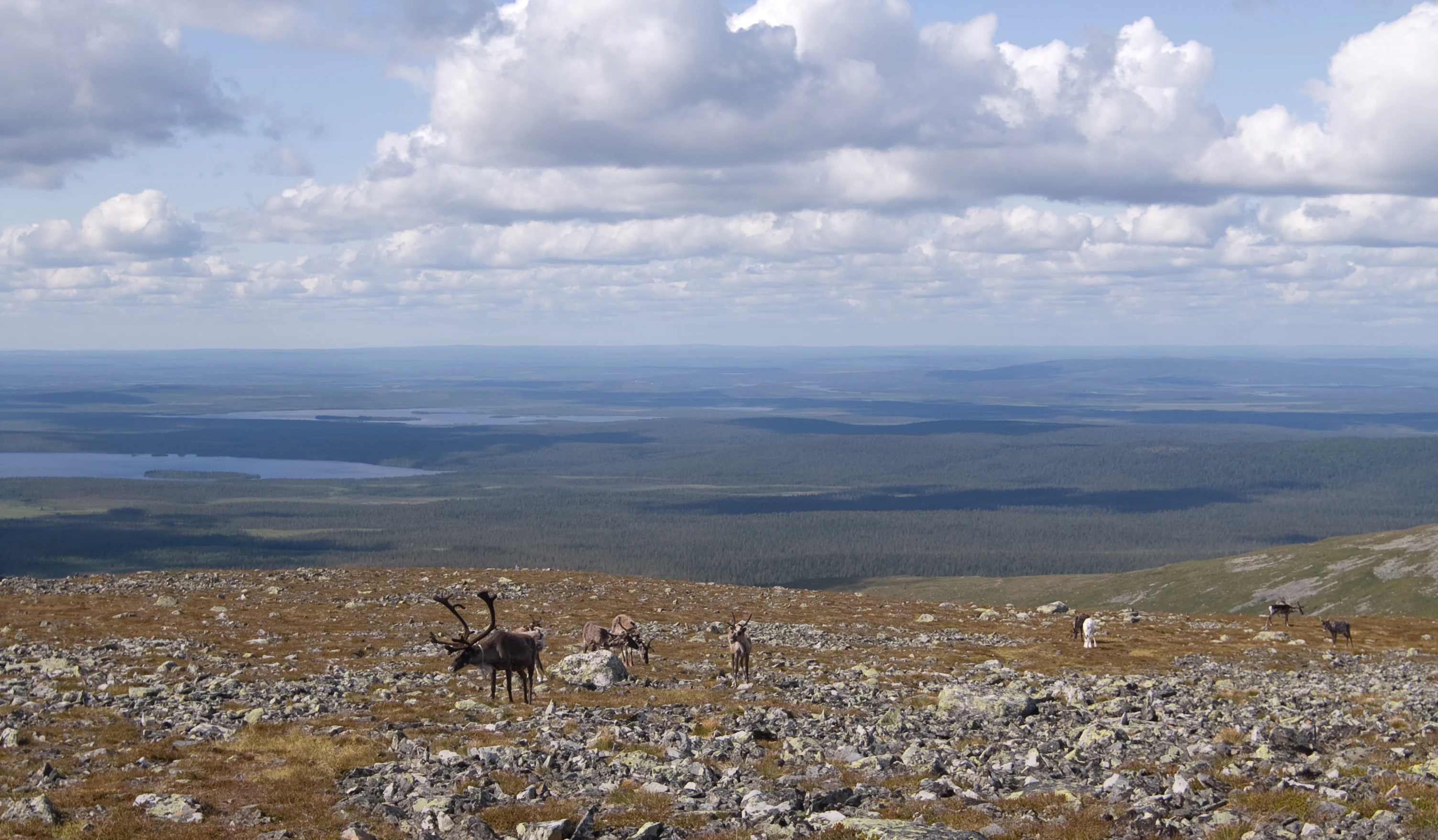 Reindeer standing on rocky terrain with distant mountains and lakes under a partly cloudy sky.