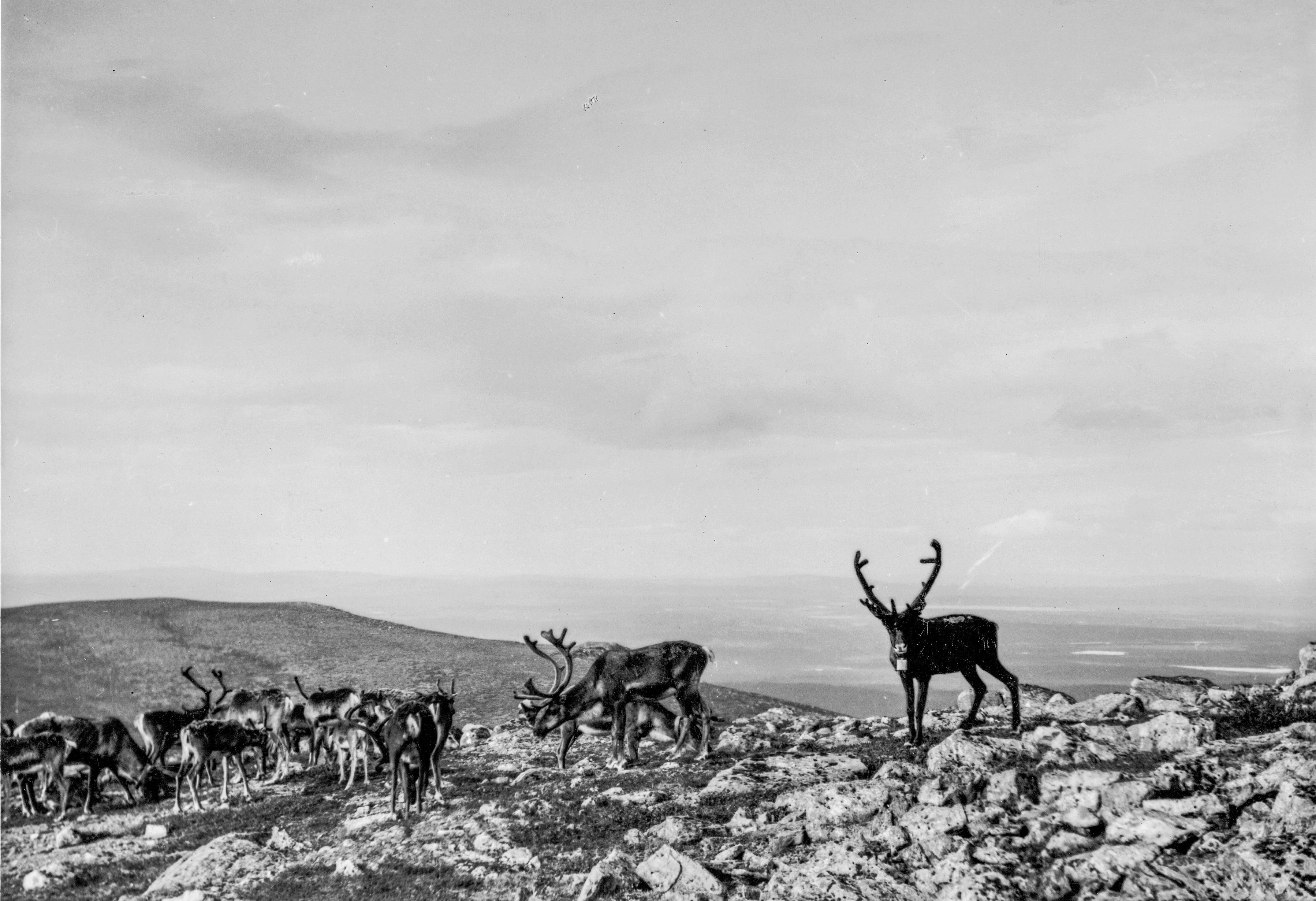 Black and white photograph of reindeer grazing on a rocky mountain landscape with rolling hills in the background