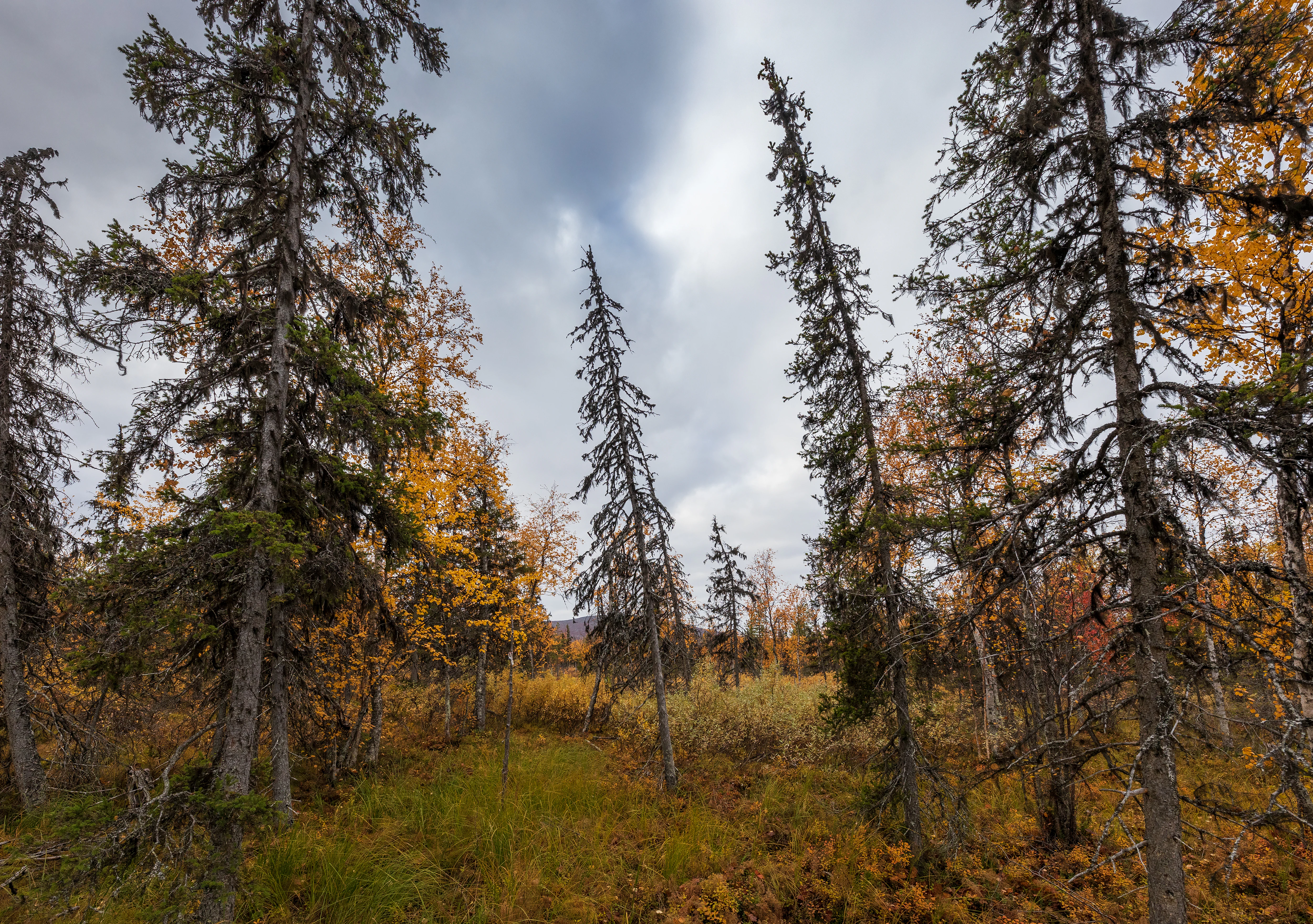 Tall pine trees with autumn foliage under a cloudy sky, grassy undergrowth