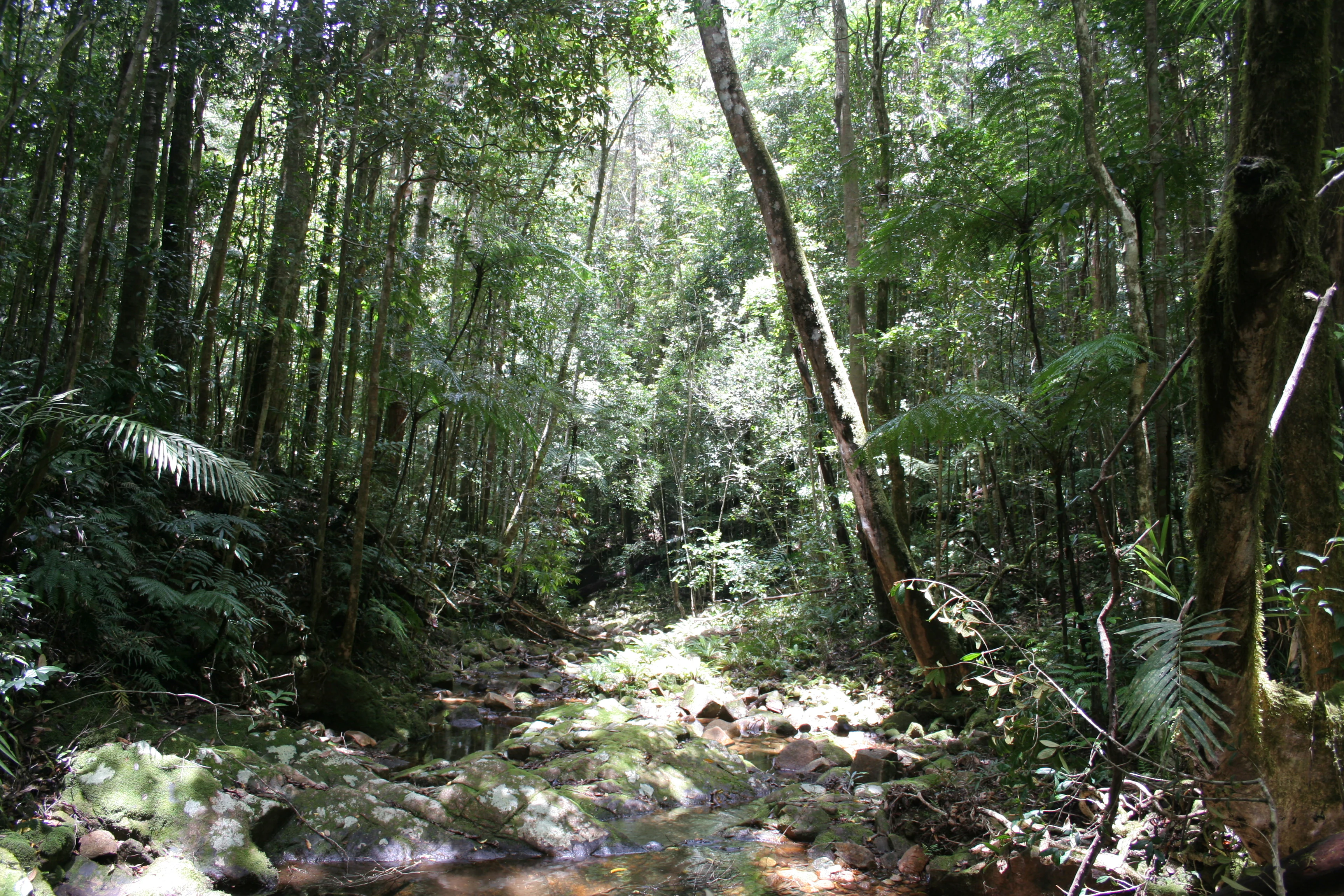 Sunlight filtering through tall trees in a tropical rainforest with a small stream flowing over rocks