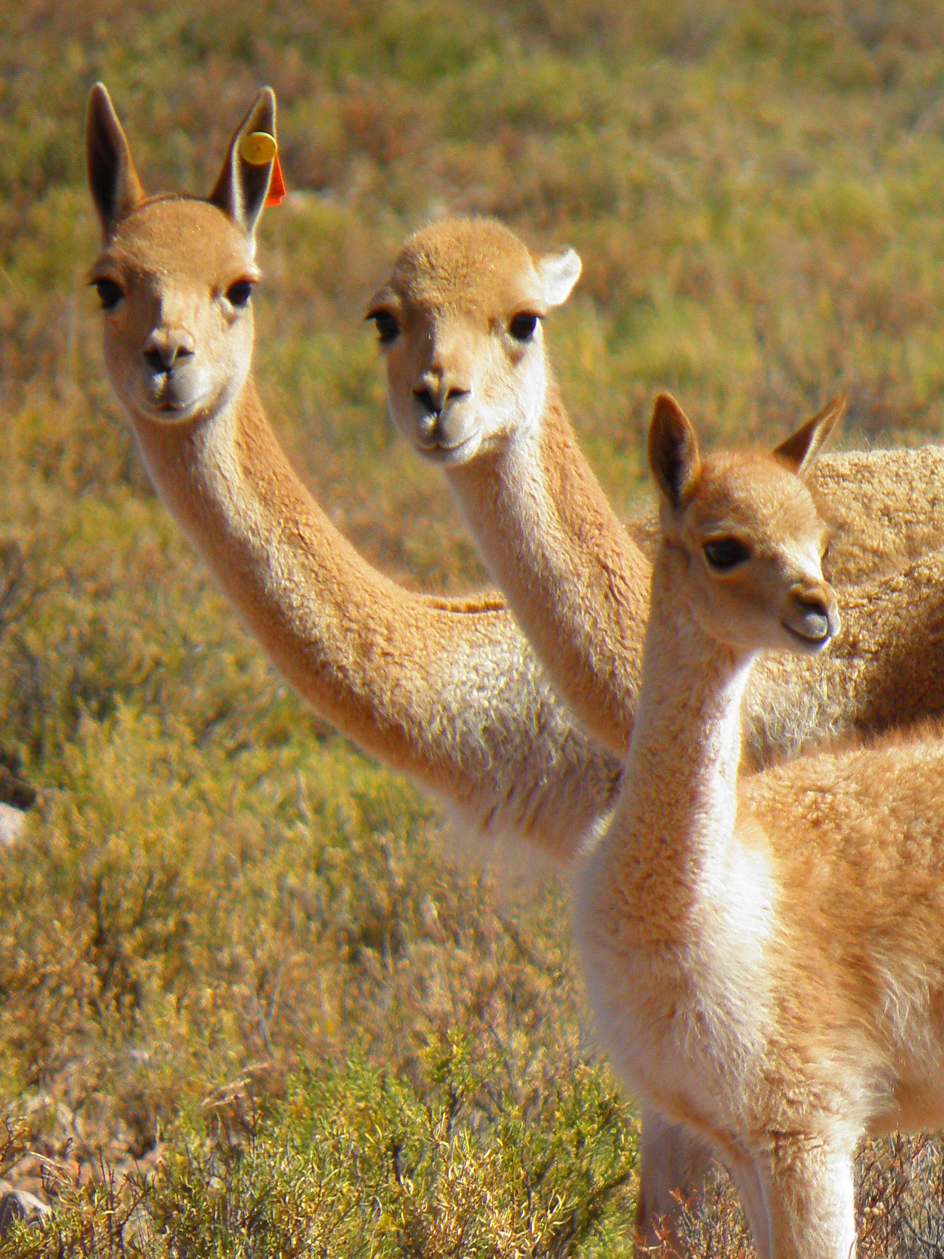 Three vicuñas with golden brown coats standing close together in arid, low-lying brush, one featuring a small orange ear tag.