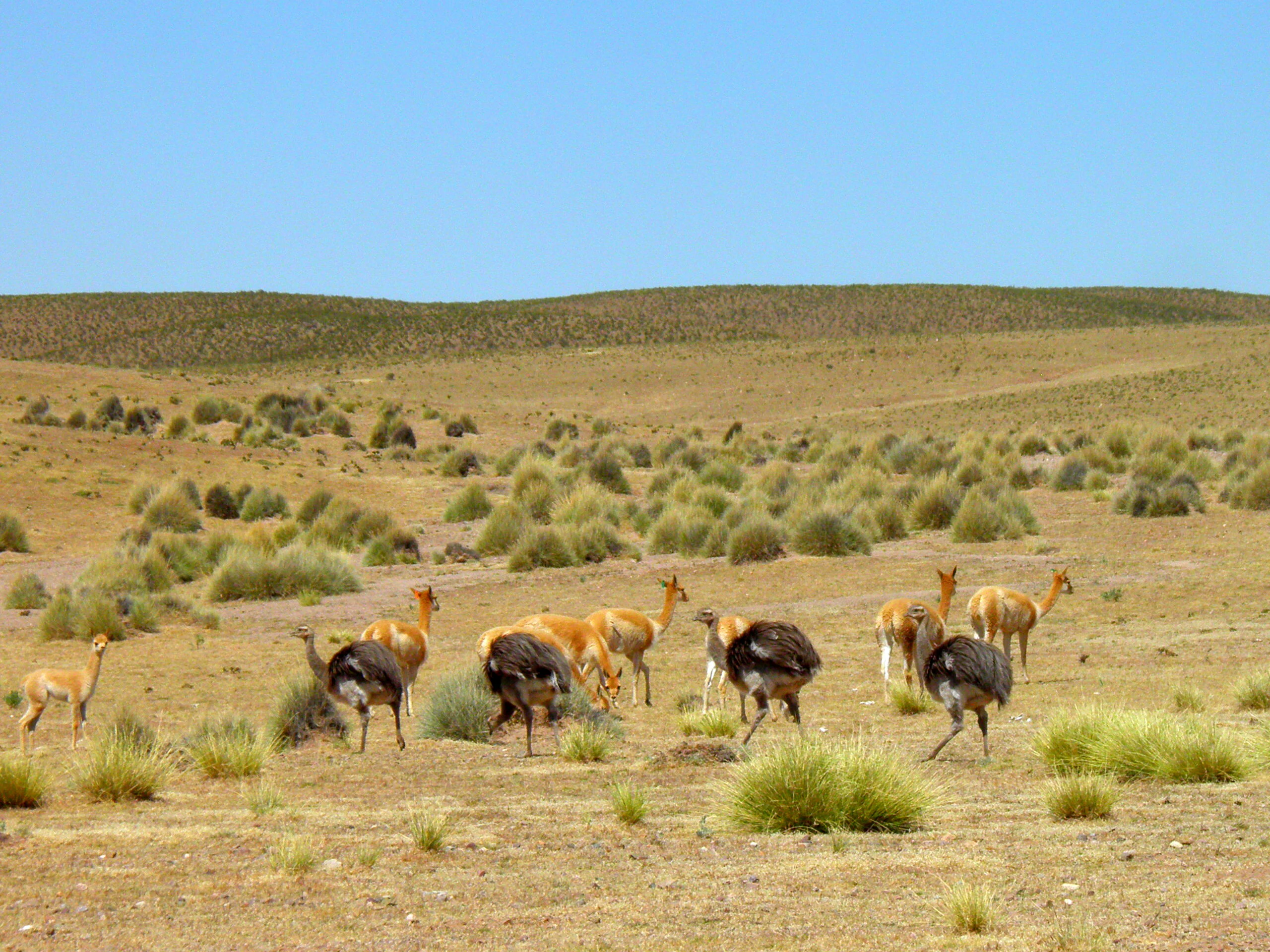 A group of vicuñas and flightless suri birds in an arid, grassy, high-altitude desert landscape under a clear blue sky.