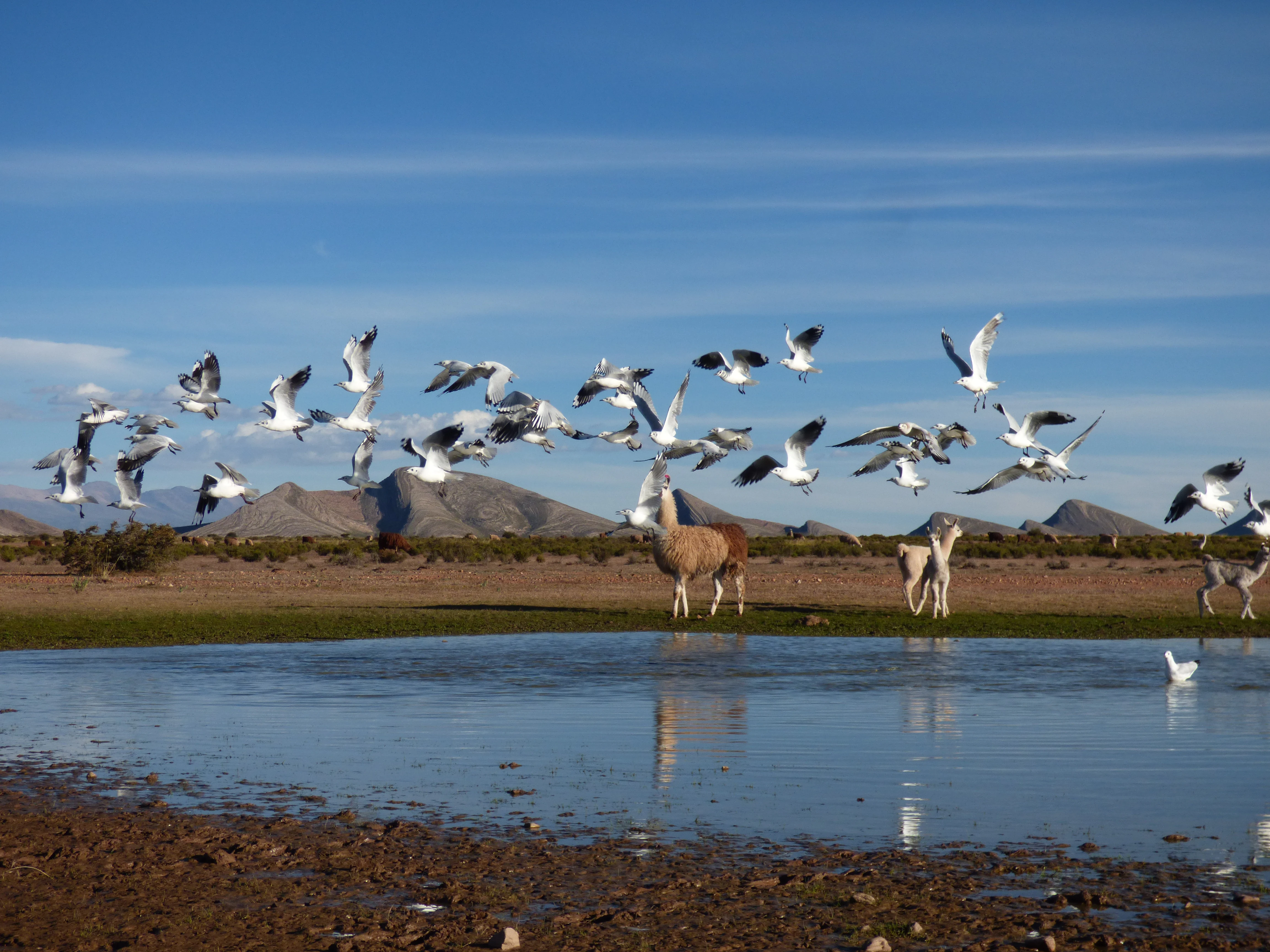 A large flock of white and grey birds in flight over a small, reflective lagoon in an arid, mountainous landscape, with several camelids standing near the water's edge.