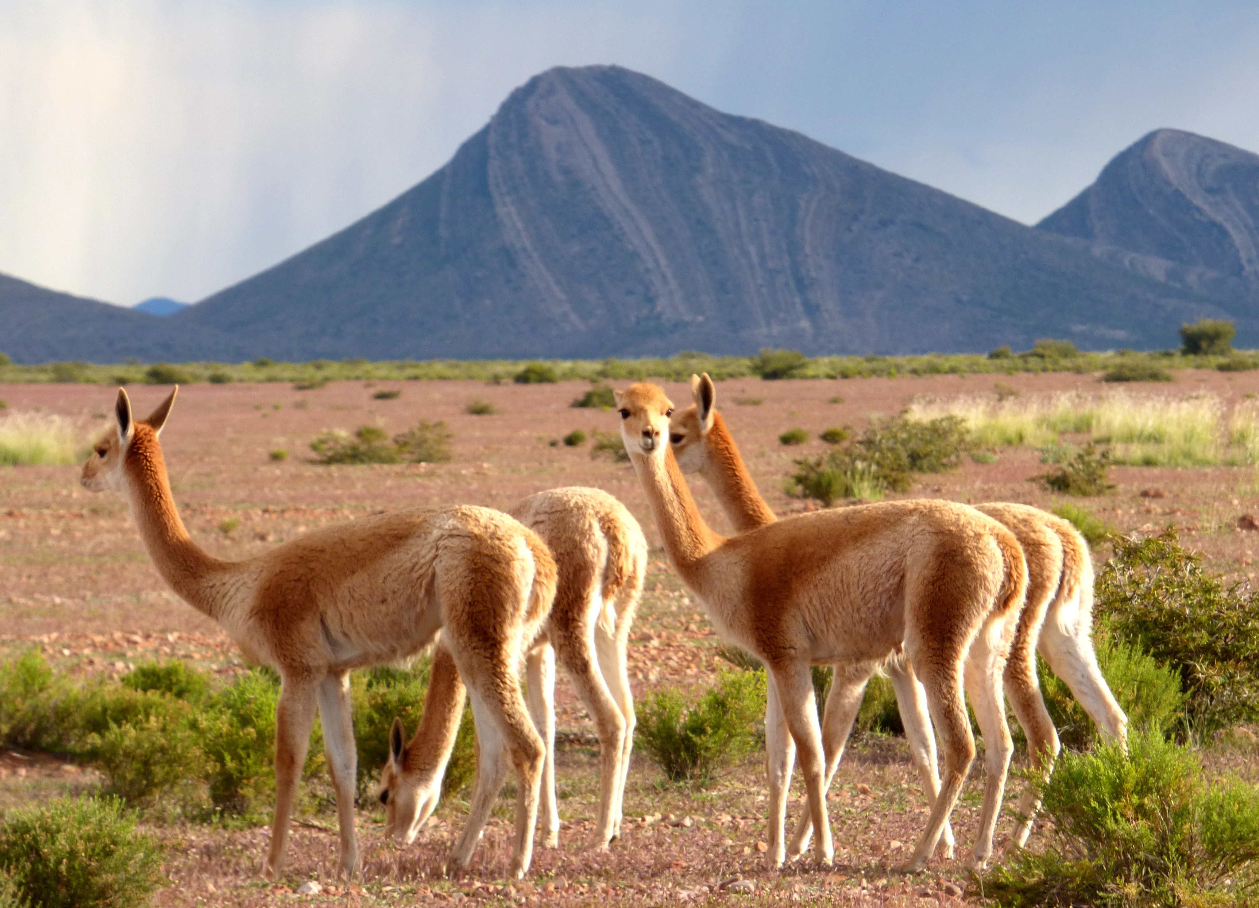 A group of light-brown vicuñas grazing in a sparse, dry, arid landscape with dark, rounded mountains in the background.