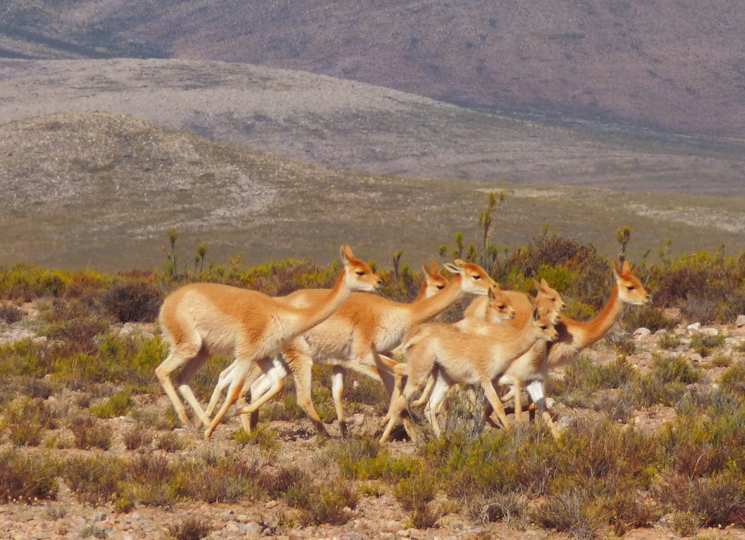 A group of six light brown vicuñas walking together through sparse, dry scrubland against a background of rolling arid hills.