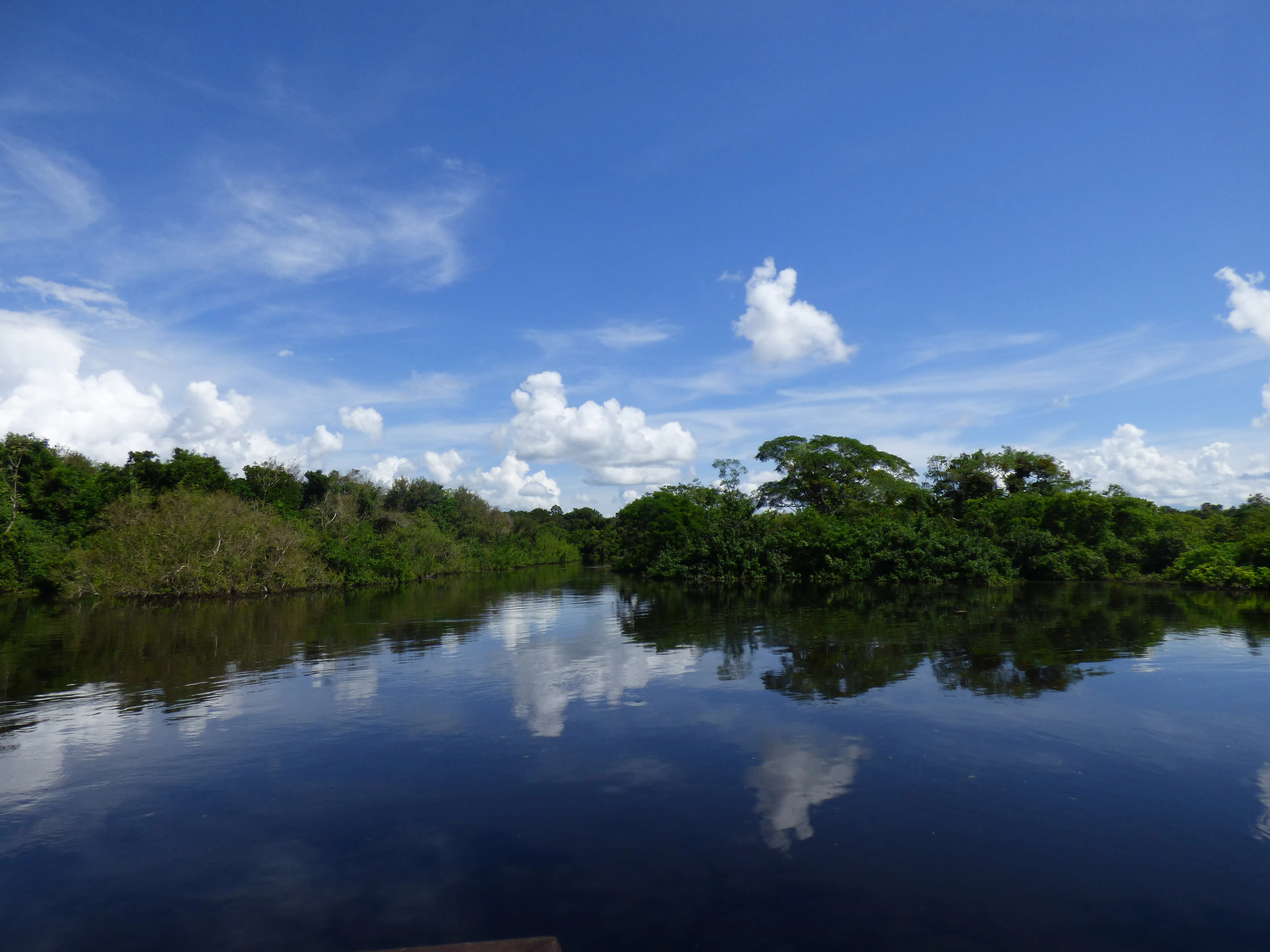 A wide view of a calm, dark river reflecting a bright blue sky with white clouds, bordered by dense tropical forest.