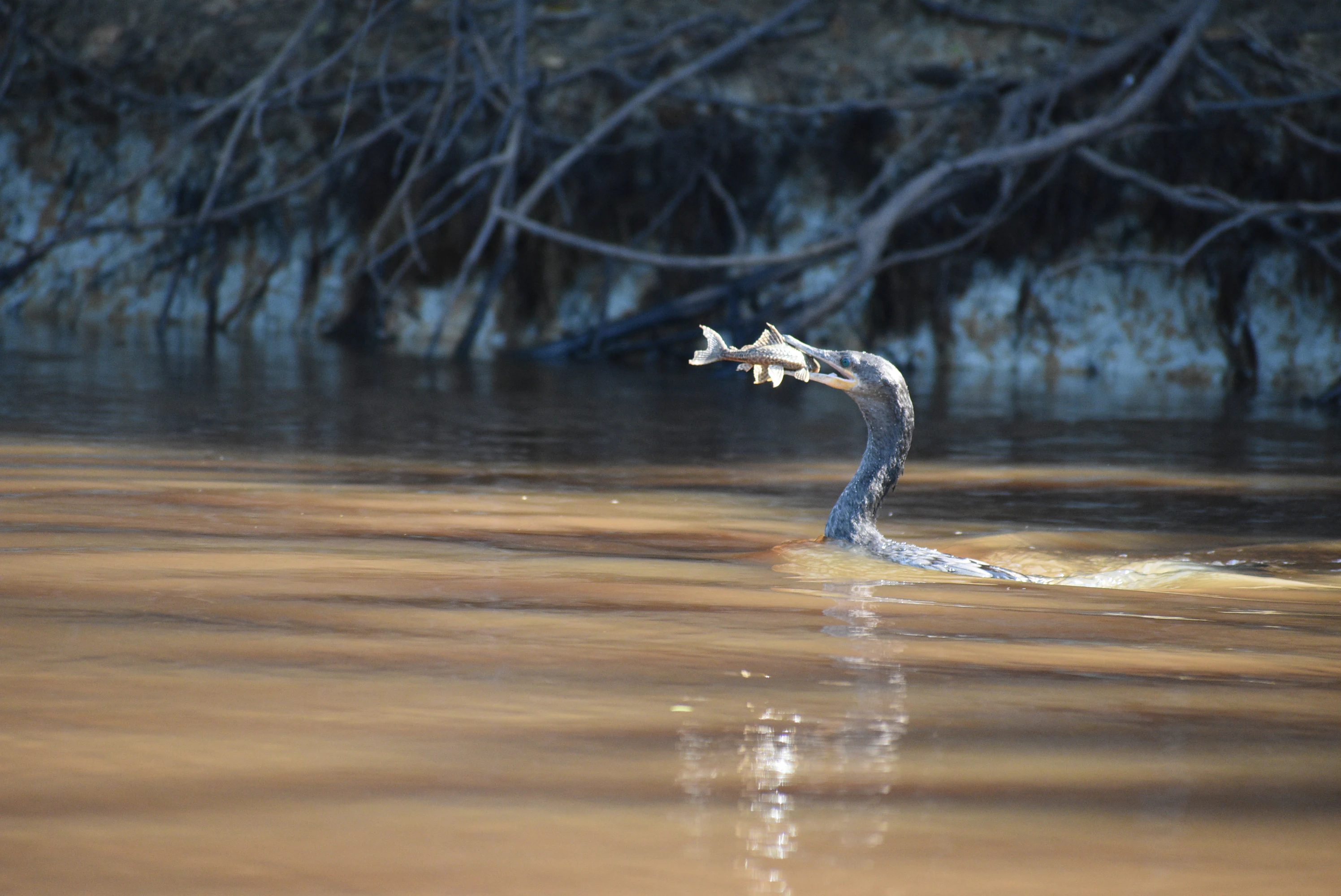 A long-necked bird swimming in murky brown river water with a small fish in its beak.
