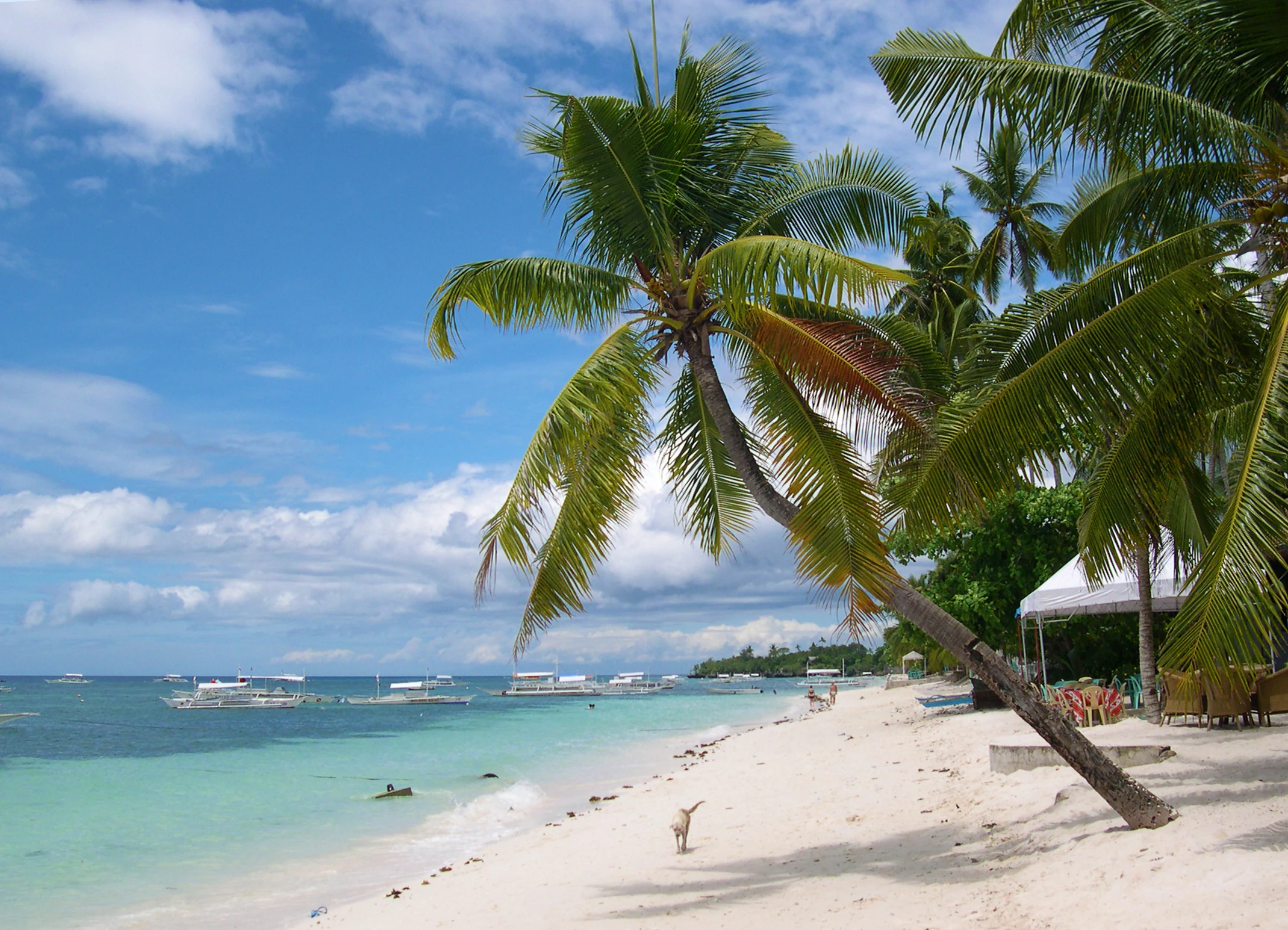 A sandy tropical beach with a large leaning palm tree in the foreground, turquoise water with outrigger boats, and a bright blue sky with clouds.