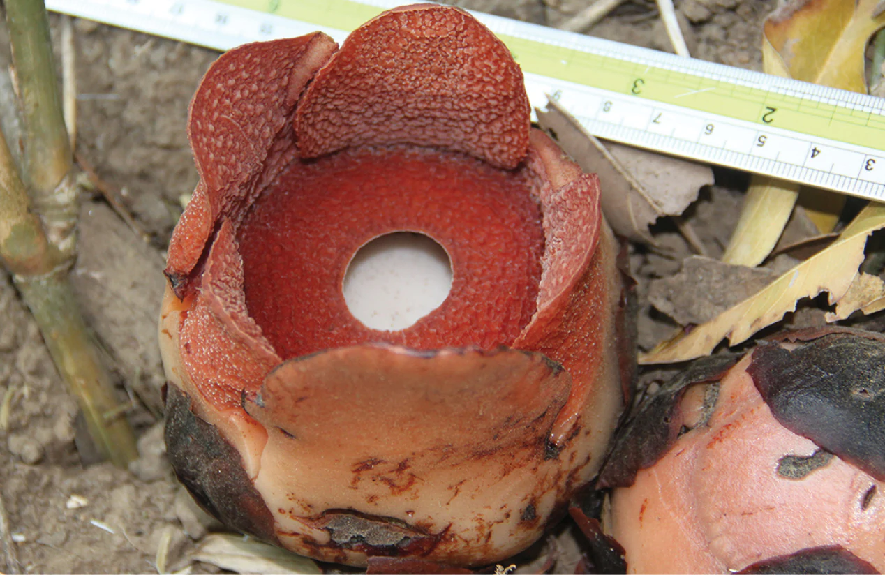 A close up of a small, open red Rafflesia consueloae flower resting on the ground, with a ruler visible for scale in the background.