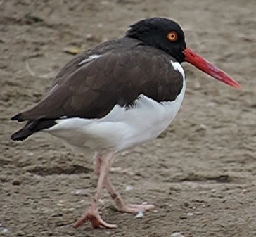 An American Oystercatcher bird with dark brown upper plumage, white underparts, a bright orange eye, and a long, slender orange-red bill standing on a brown, textured ground.
