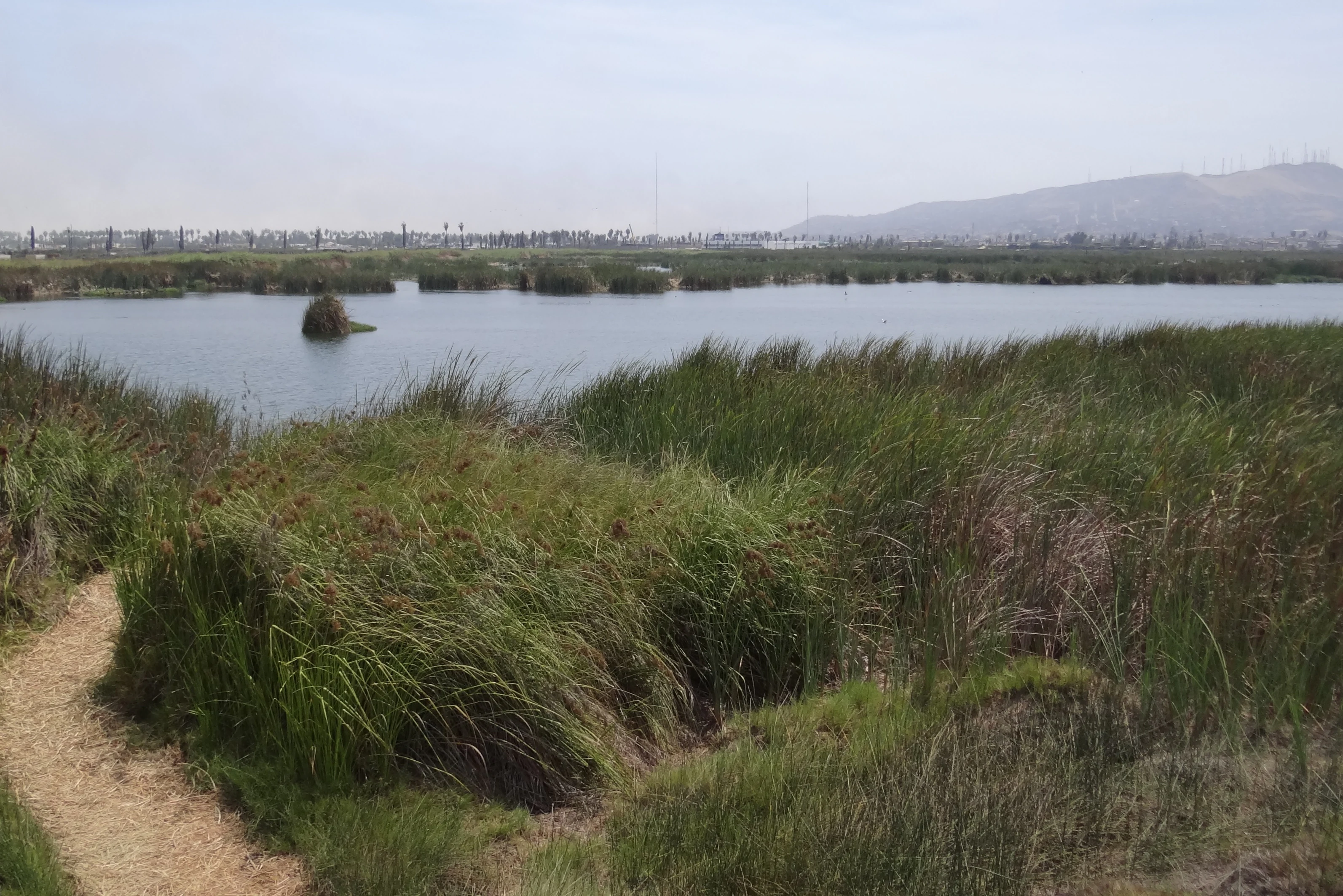 A wide view of a coastal wetland with a calm lagoon, surrounded by tall marsh grasses and reeds, with a low hill visible in the far distance under a hazy sky.