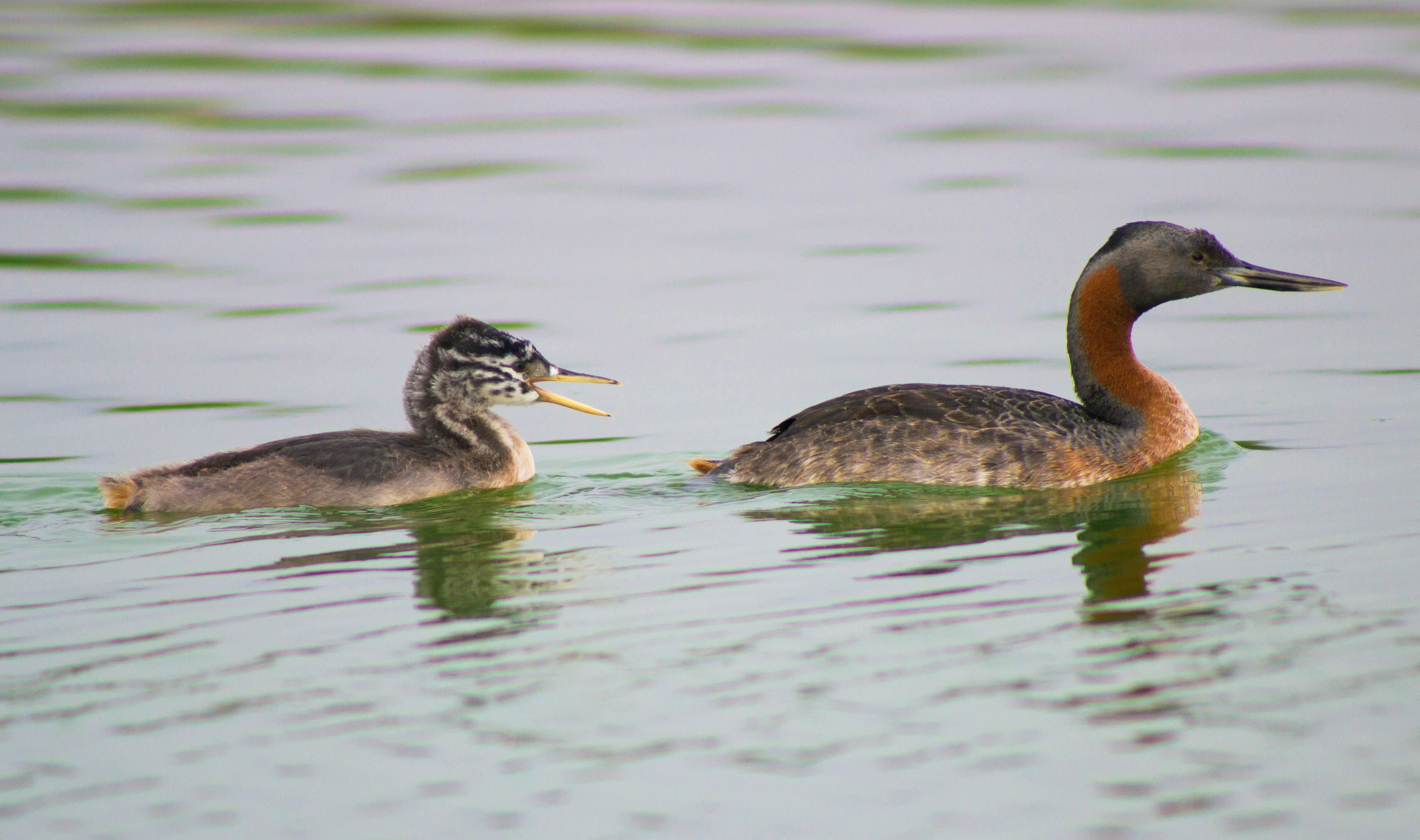 A Great Grebe adult and a smaller chick swimming side by side on calm, rippled water.