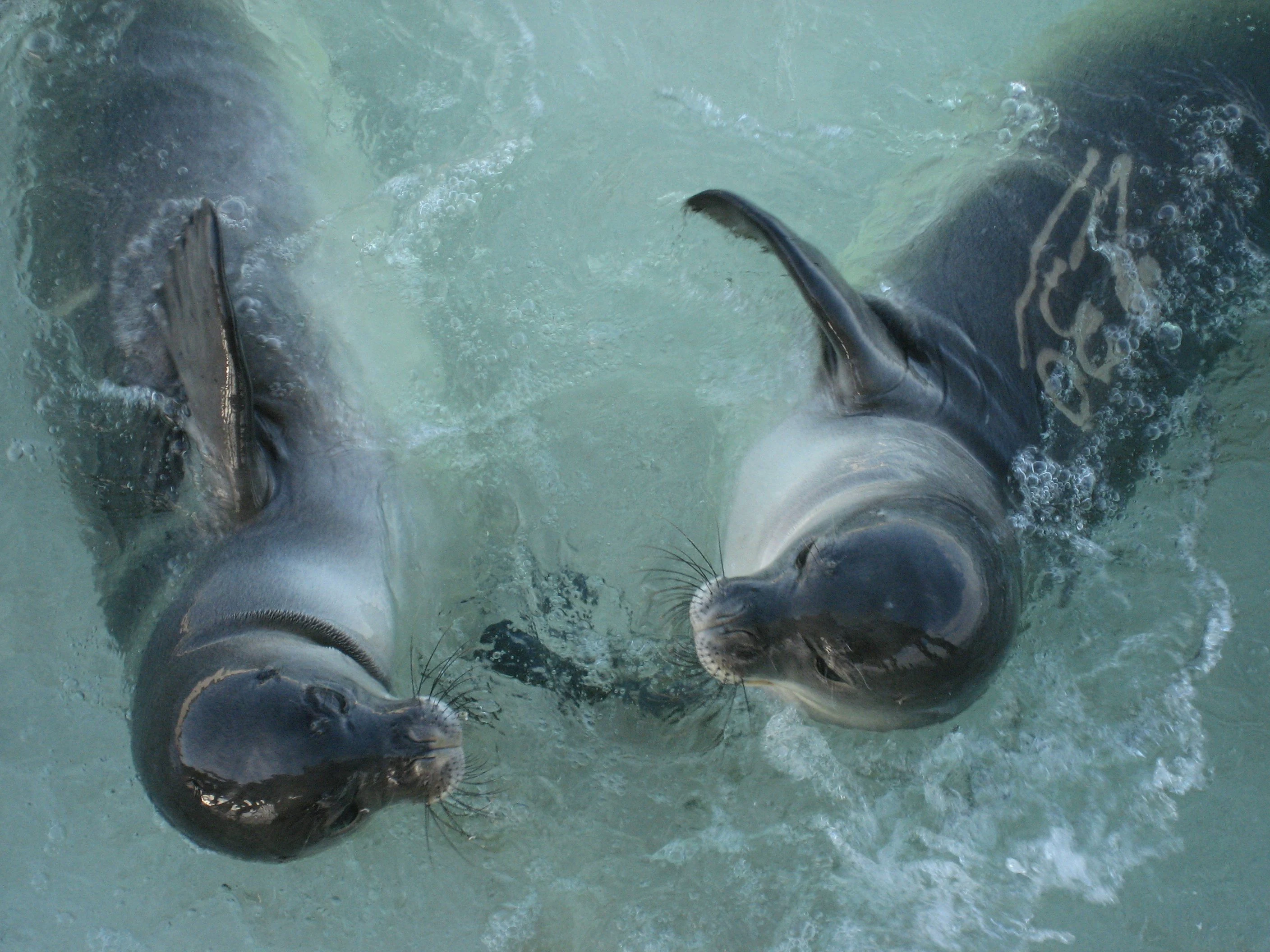 Two Hawaiian monk seals swimming near the water surface, viewed from directly above in clear, shallow turquoise water.