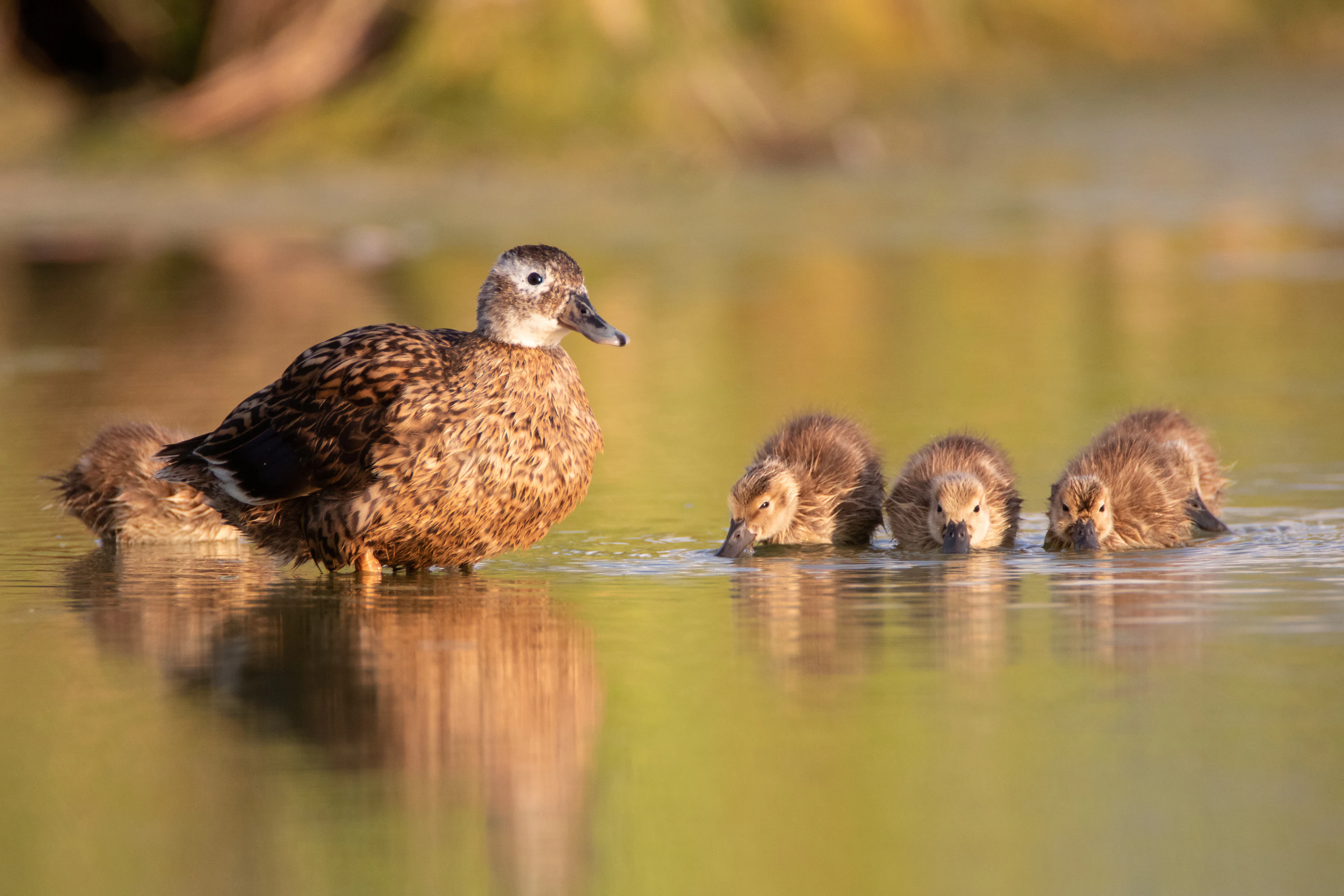 A female Laysan duck stands in shallow water alongside three small, brown, fluffy ducklings.