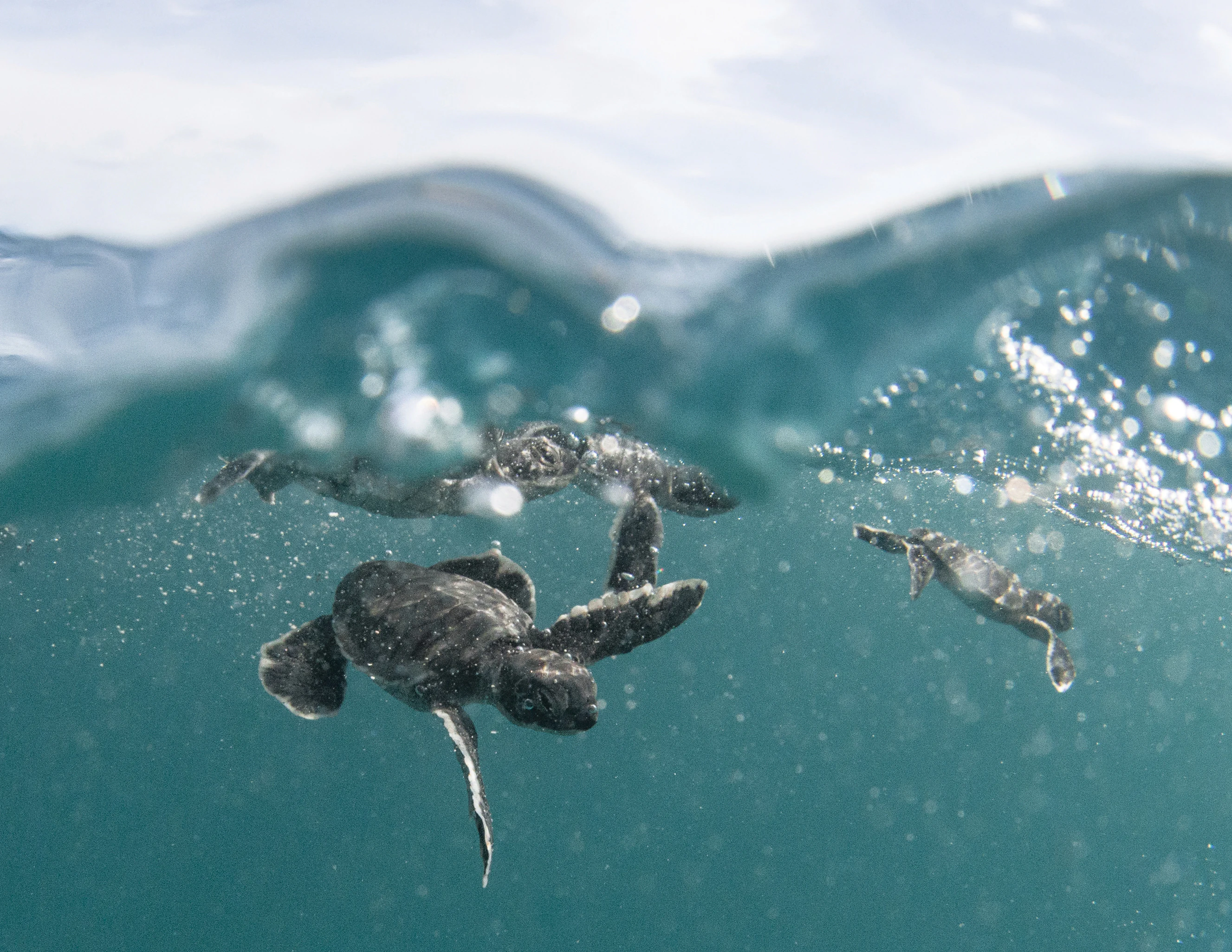 A group of small, dark hatchling green sea turtles swimming near the turbulent surface of the blue ocean.