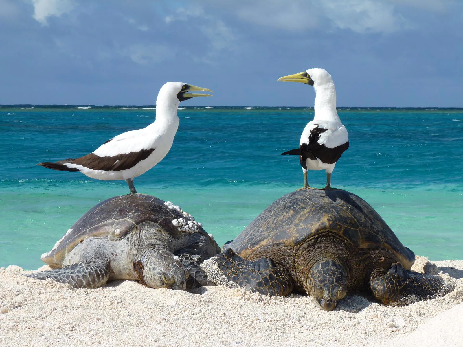 Two white and black masked boobies standing on top of the shells of two large green sea turtles, which are resting on a white sandy beach with turquoise ocean water in the background.