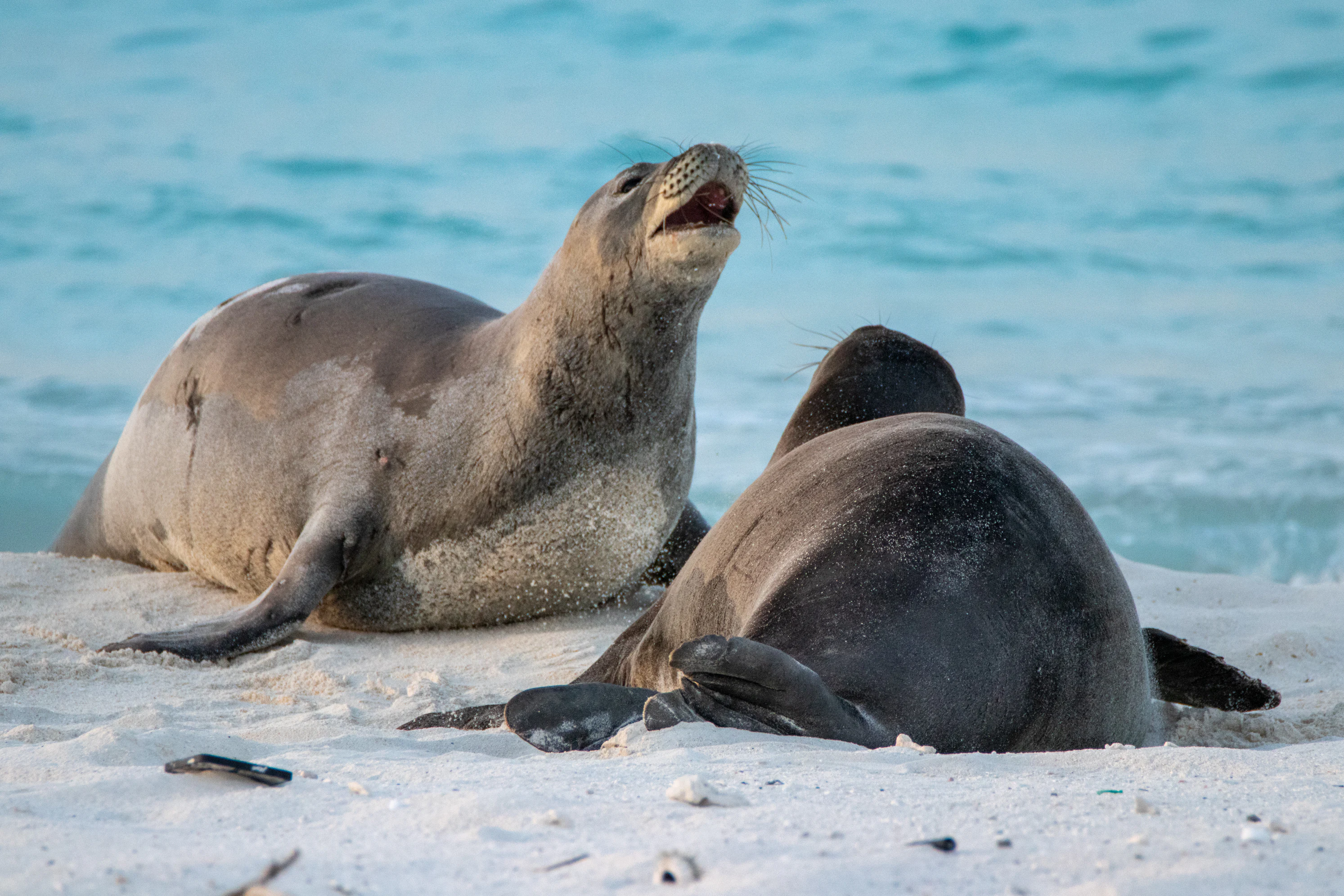 Two Hawaiian monk seals on a white sandy beach near turquoise ocean water.