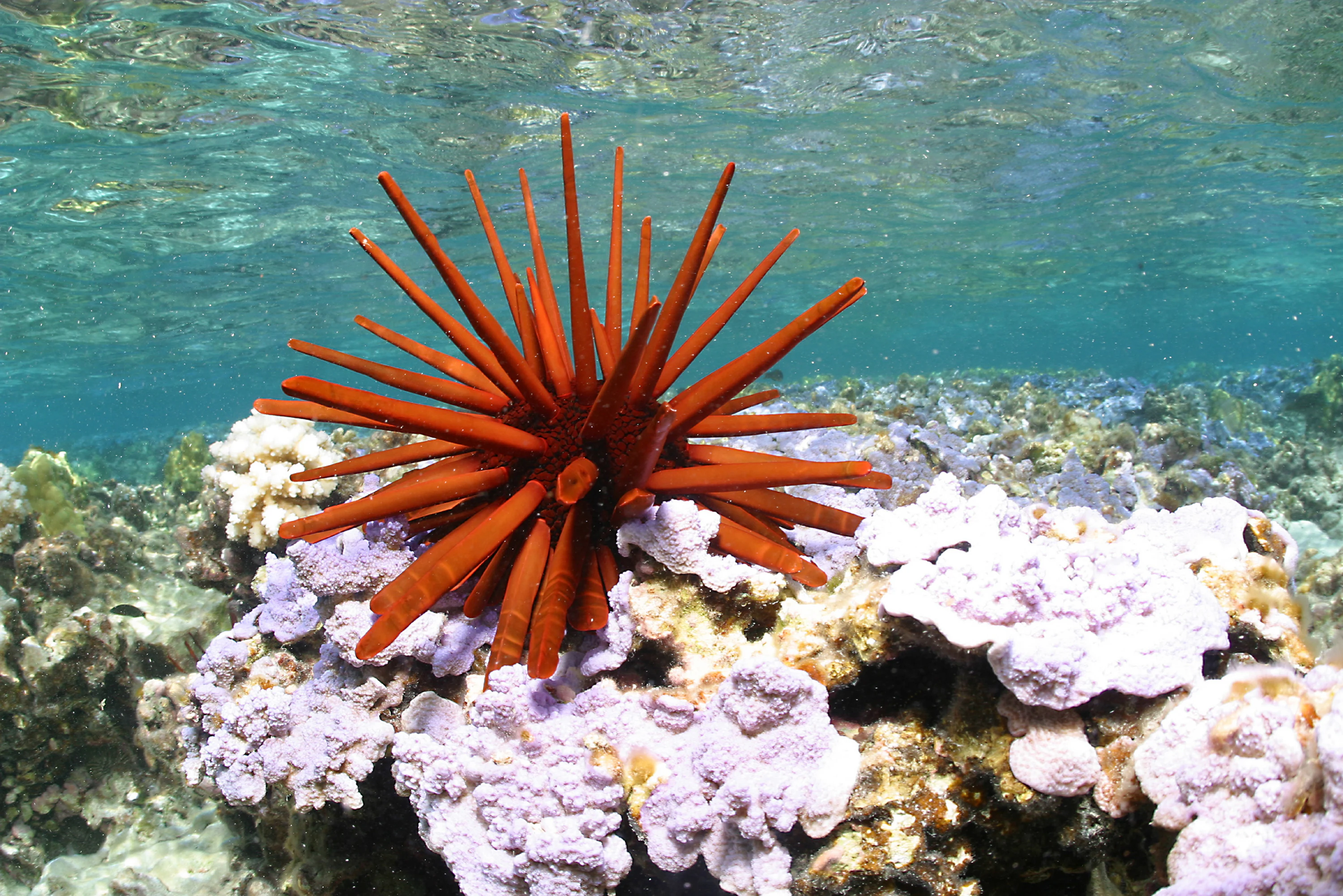 A bright orange-red pencil urchin resting on light purple and white coral underwater.
