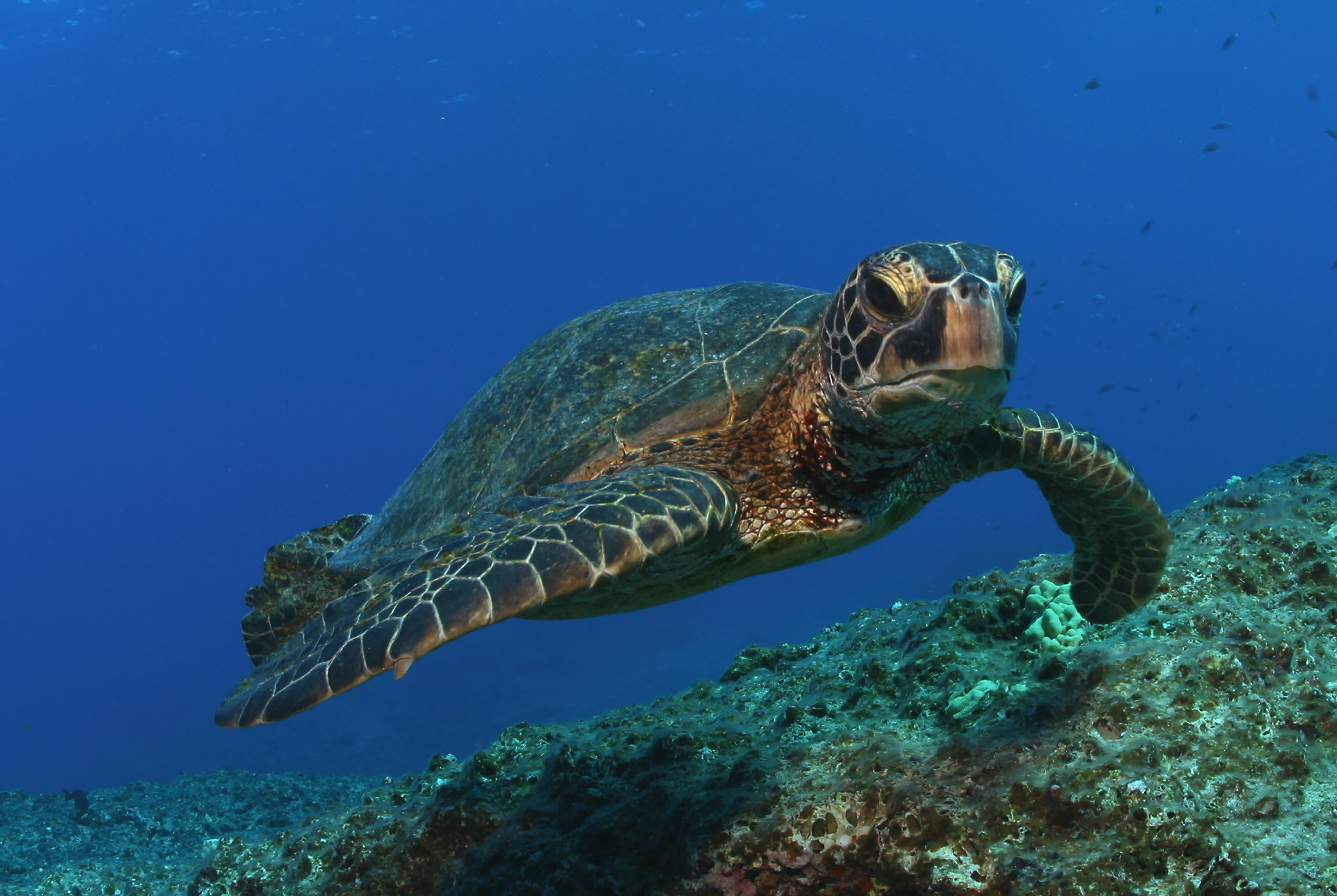 A close up view of a green sea turtle swimming in clear blue water above a rocky, textured seafloor.
