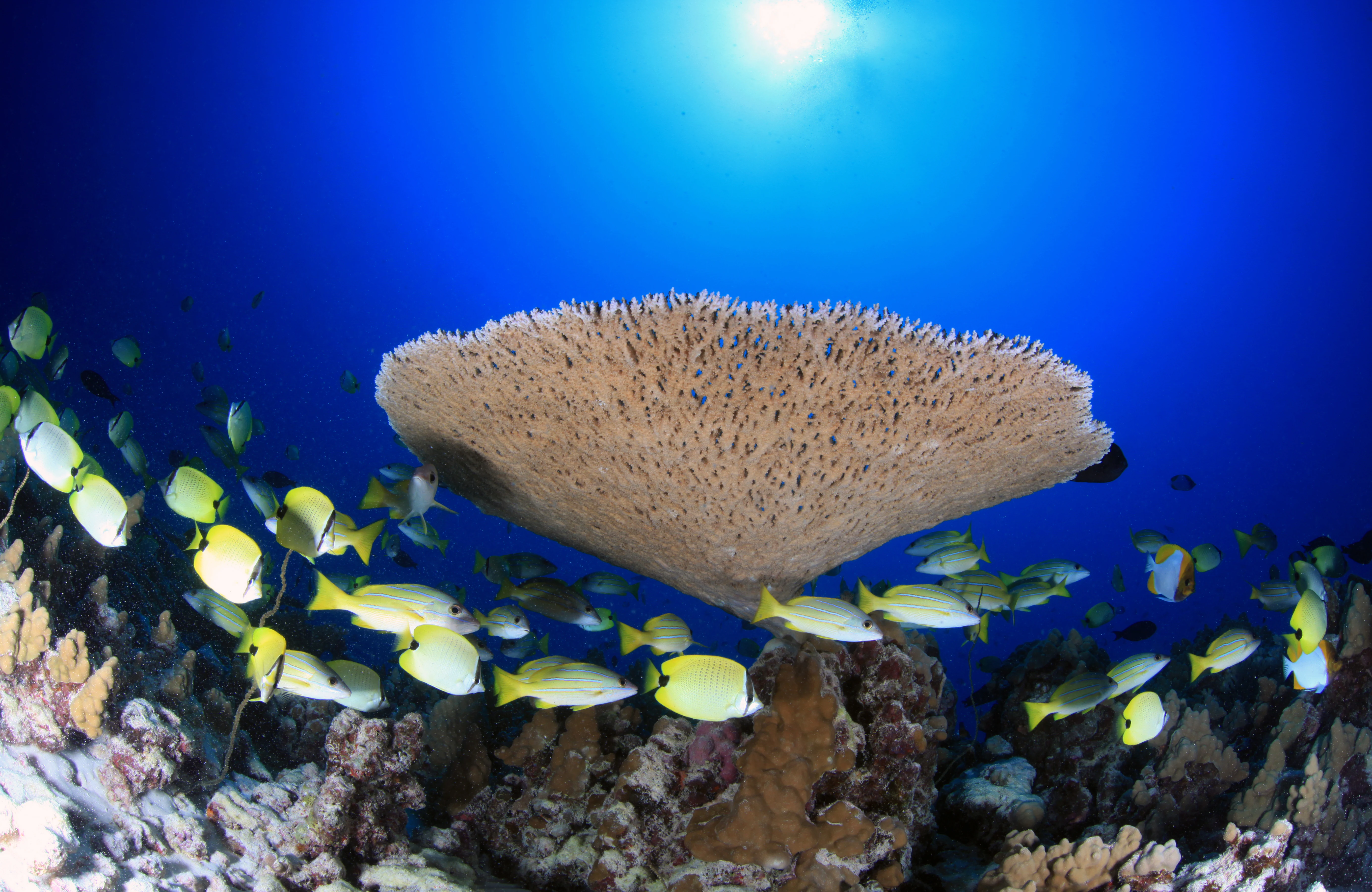 Underwater view of a large, flat, fan-shaped Acropora coral colony surrounded by many small, bright yellow fish above a rocky reef floor with deep blue water in the background.