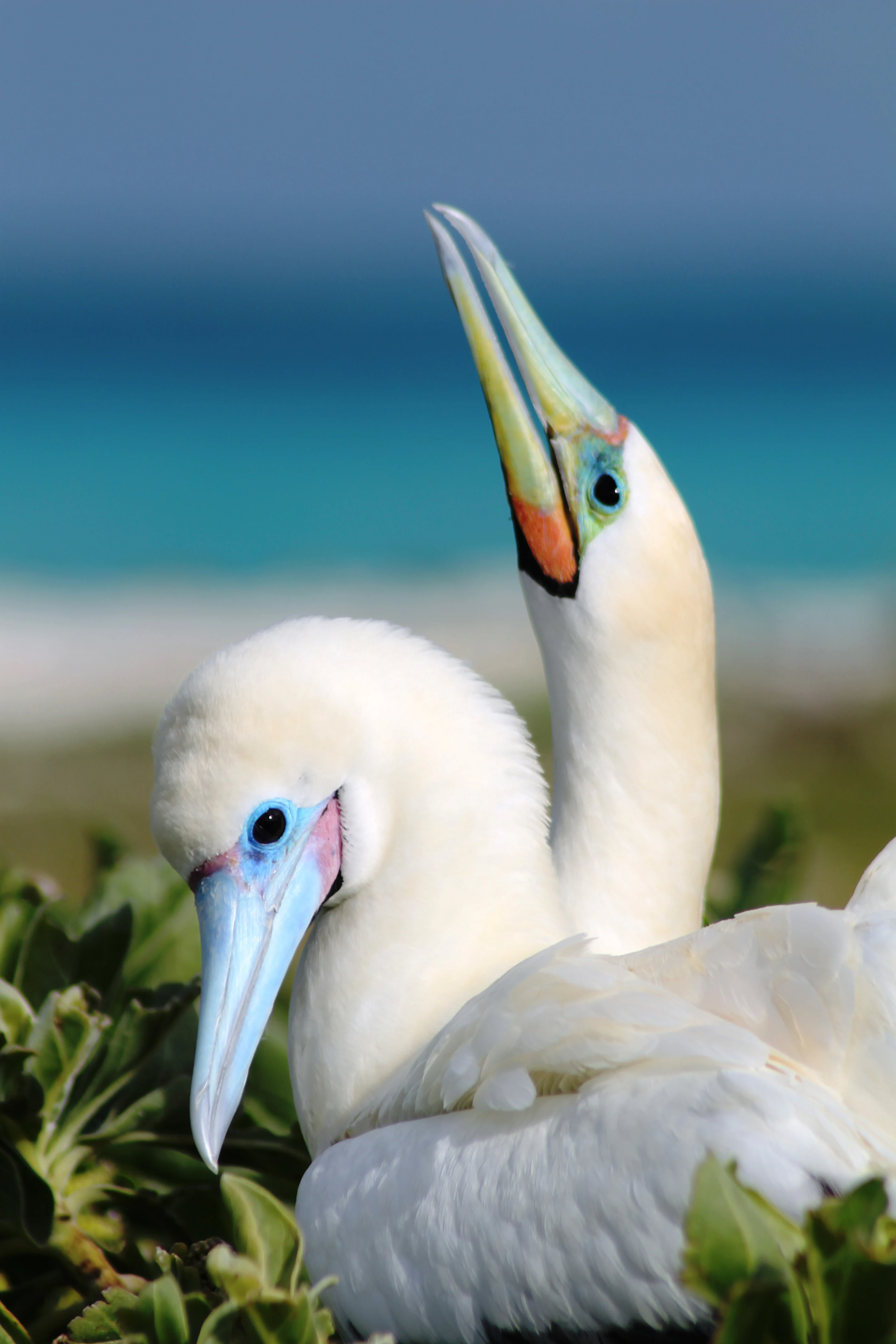 Two white seabirds with prominent beaks and blue facial skin nesting in low green vegetation, with a blurred blue ocean background.