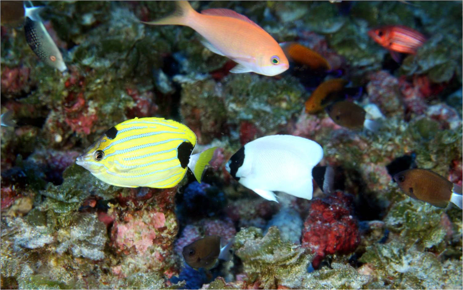 A group of colorful tropical fish swimming over a textured, coral-covered reef floor.