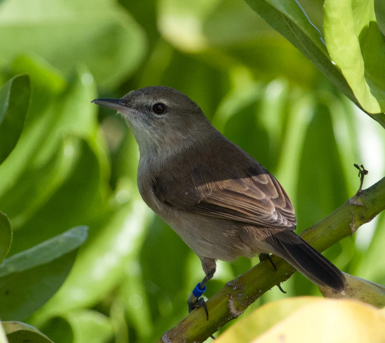 A small brownish-gray bird, the Nihoa Millerbird, perched on a green branch with a blue leg band visible, surrounded by lush green foliage.