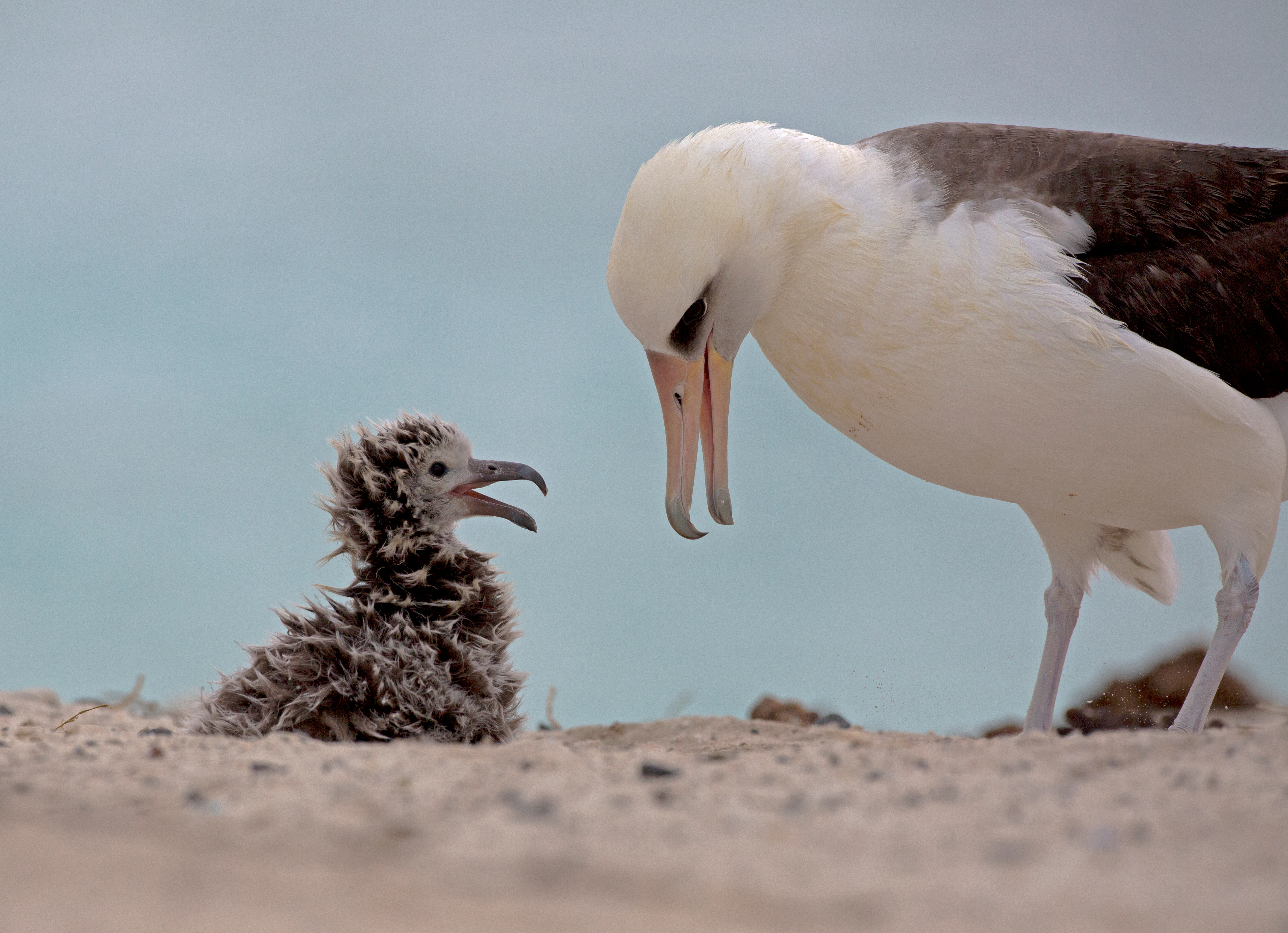 An adult Laysan albatross stands over its fluffy, dark brown chick on a sandy surface, both with beaks slightly open.