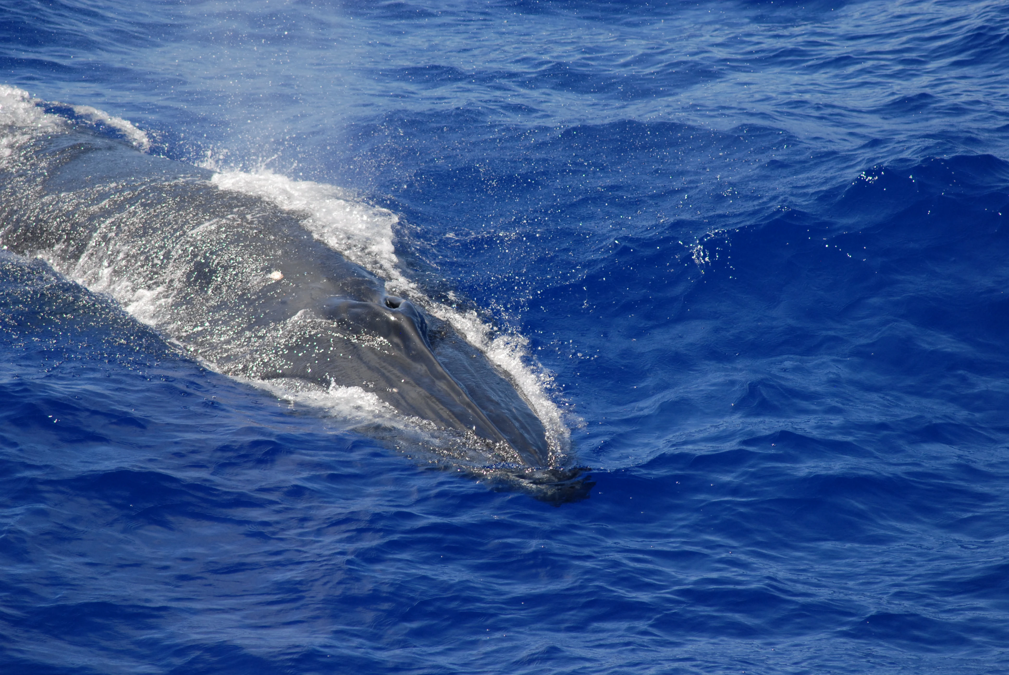 An aerial view of a Bryde's whale surfacing in deep blue ocean water, creating a small wake.