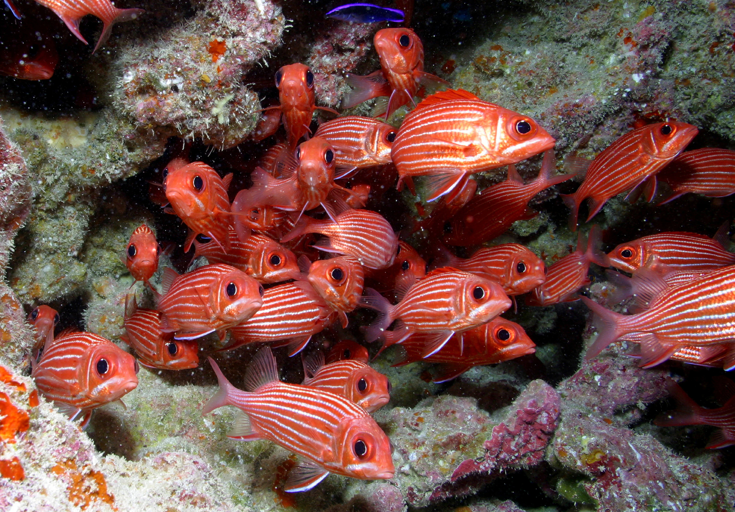 A close-up underwater shot of a dense school of red, white-striped squirrelfish with large dark eyes swimming near a coral and rock reef.