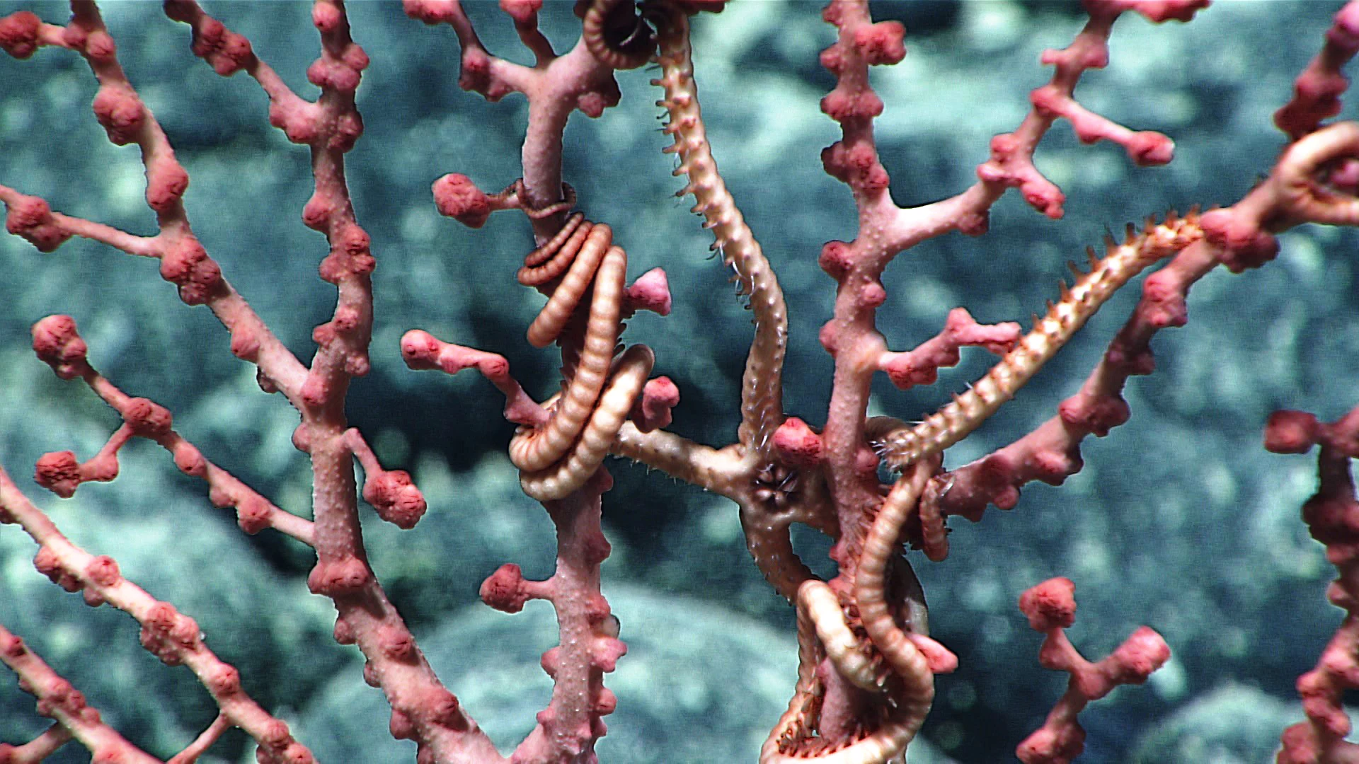 A close up view of a pink, branching bubblegum coral with a thin, segmented brittle star coiled around its limbs in deep ocean water.